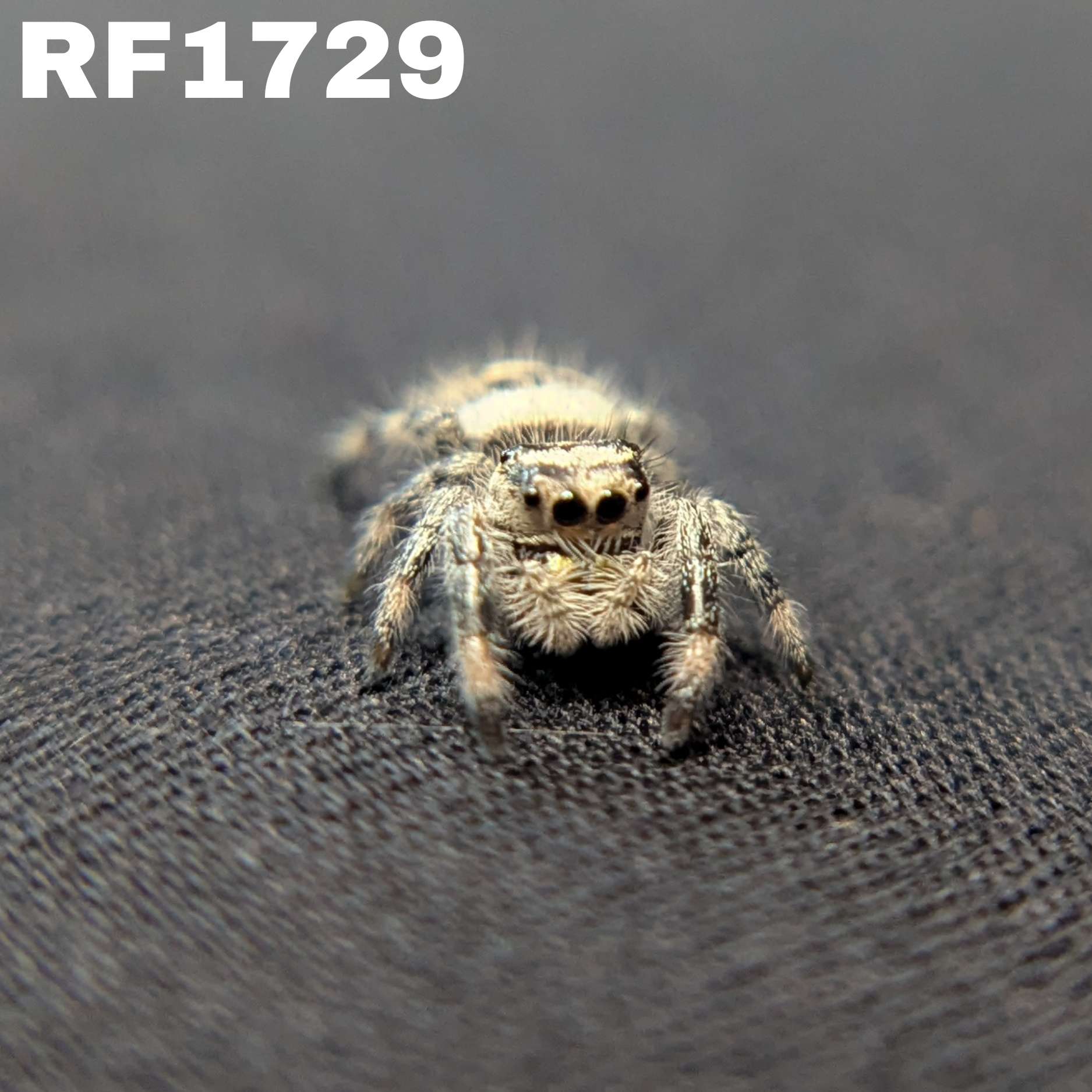 Regal Jumping Spider "Domino"