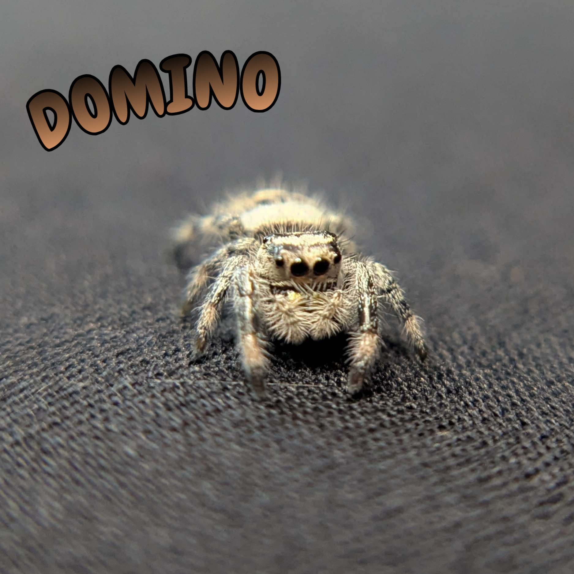 Regal Jumping Spider "Domino"