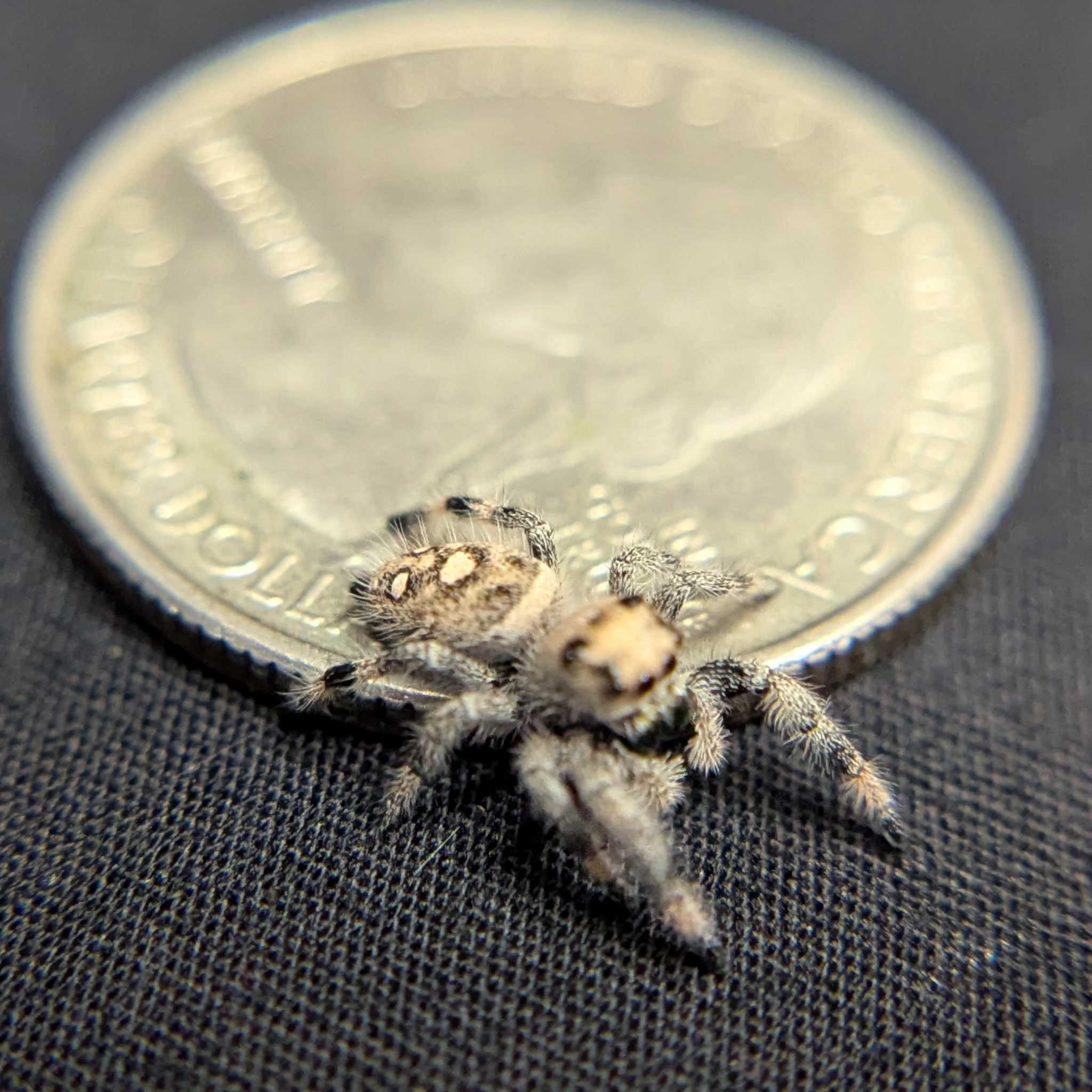 Regal Jumping Spider "Tofu"