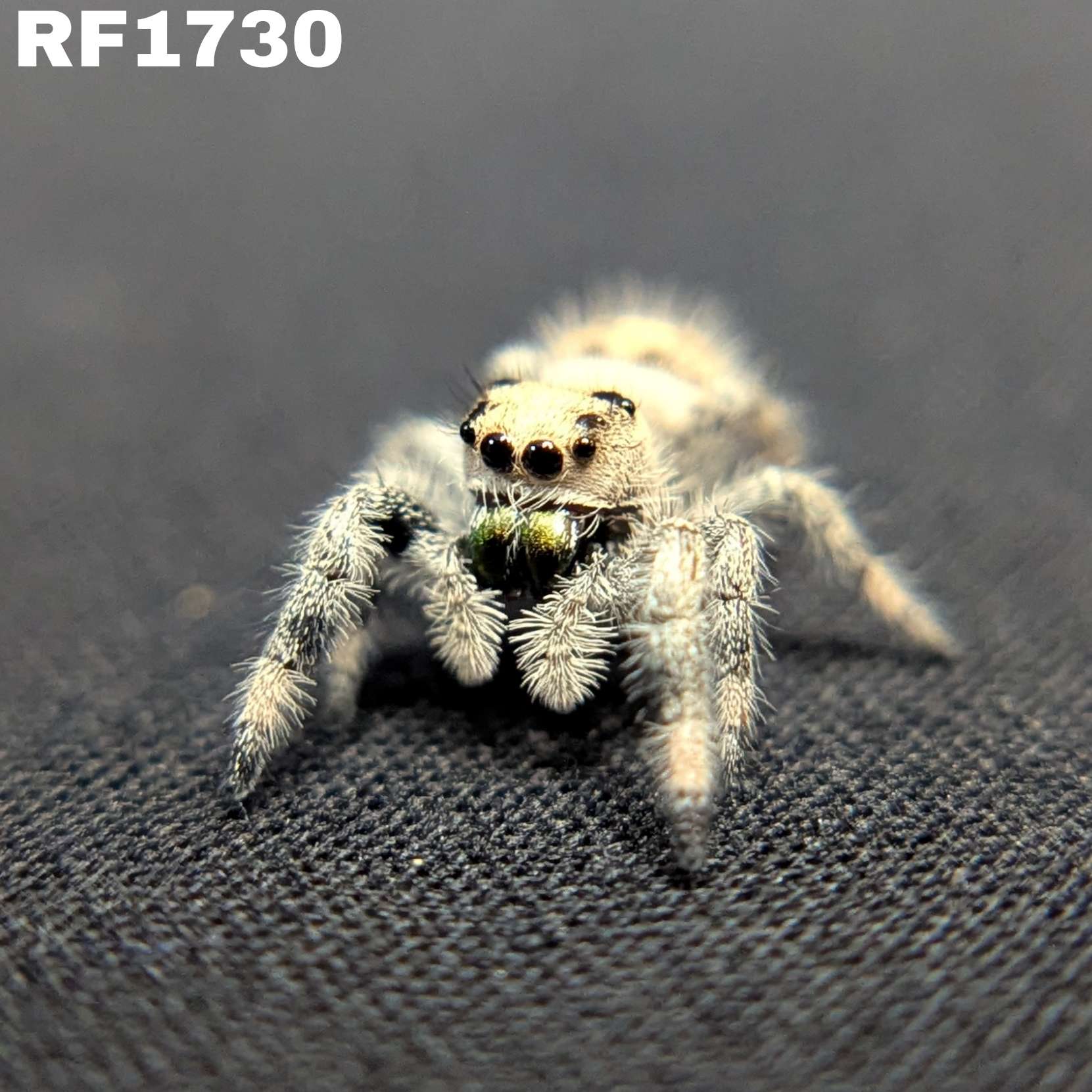 Regal Jumping Spider "Tofu"