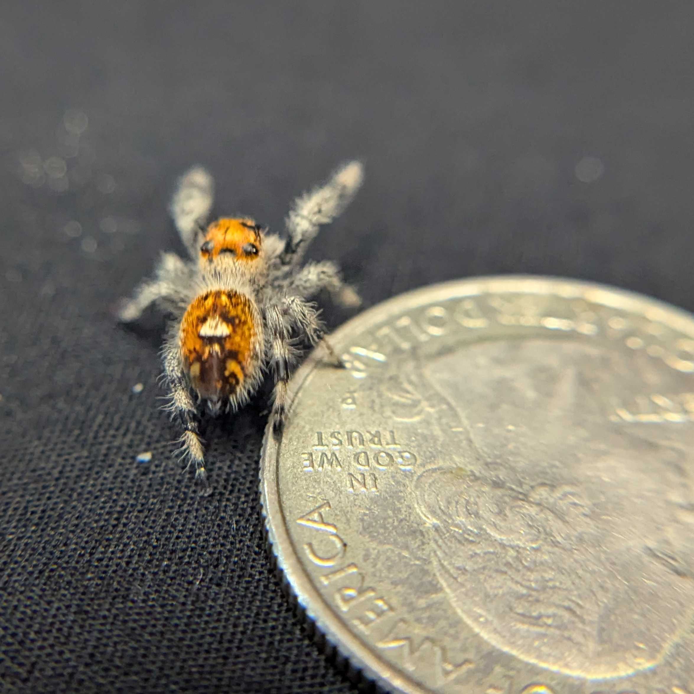 Regal Jumping Spider "Tart"