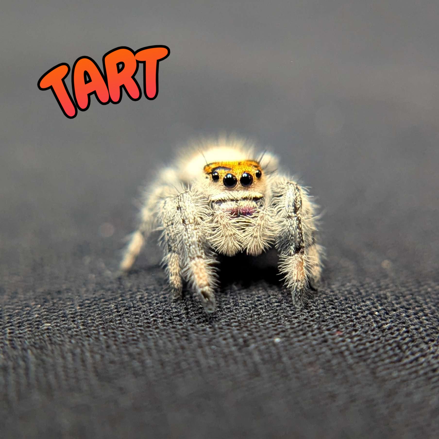 Regal Jumping Spider "Tart"