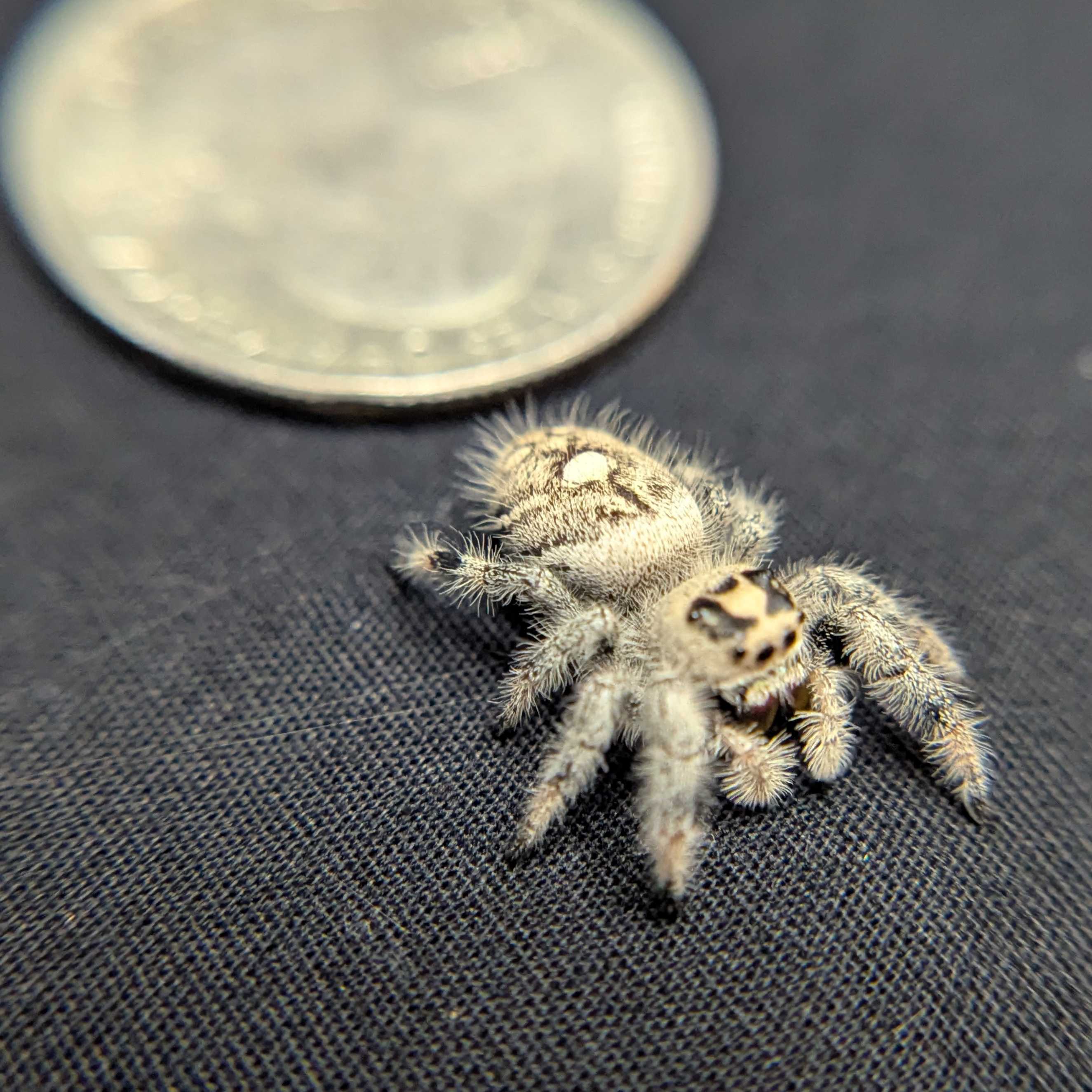 Regal Jumping Spider “Mimosa”