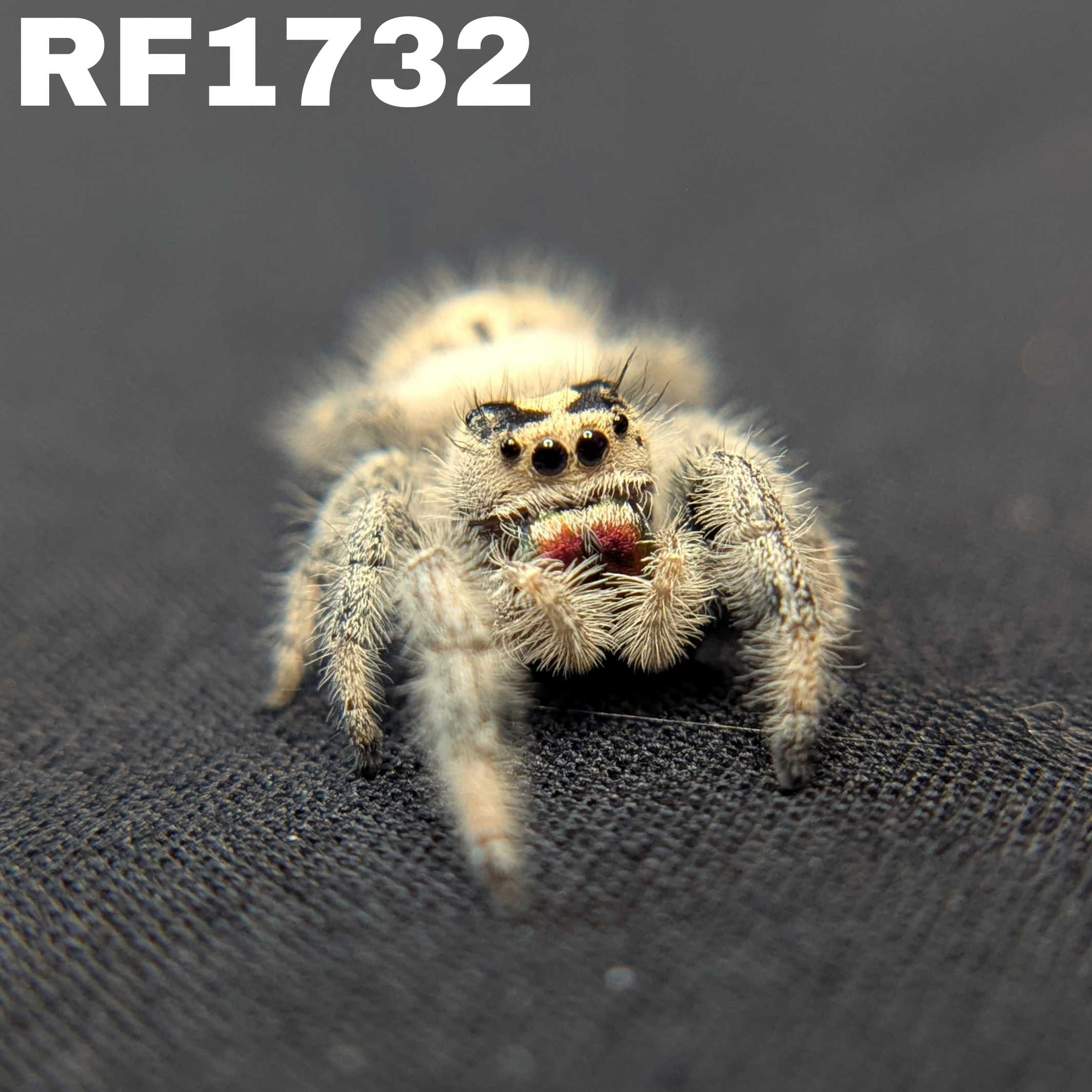 Regal Jumping Spider “Mimosa”