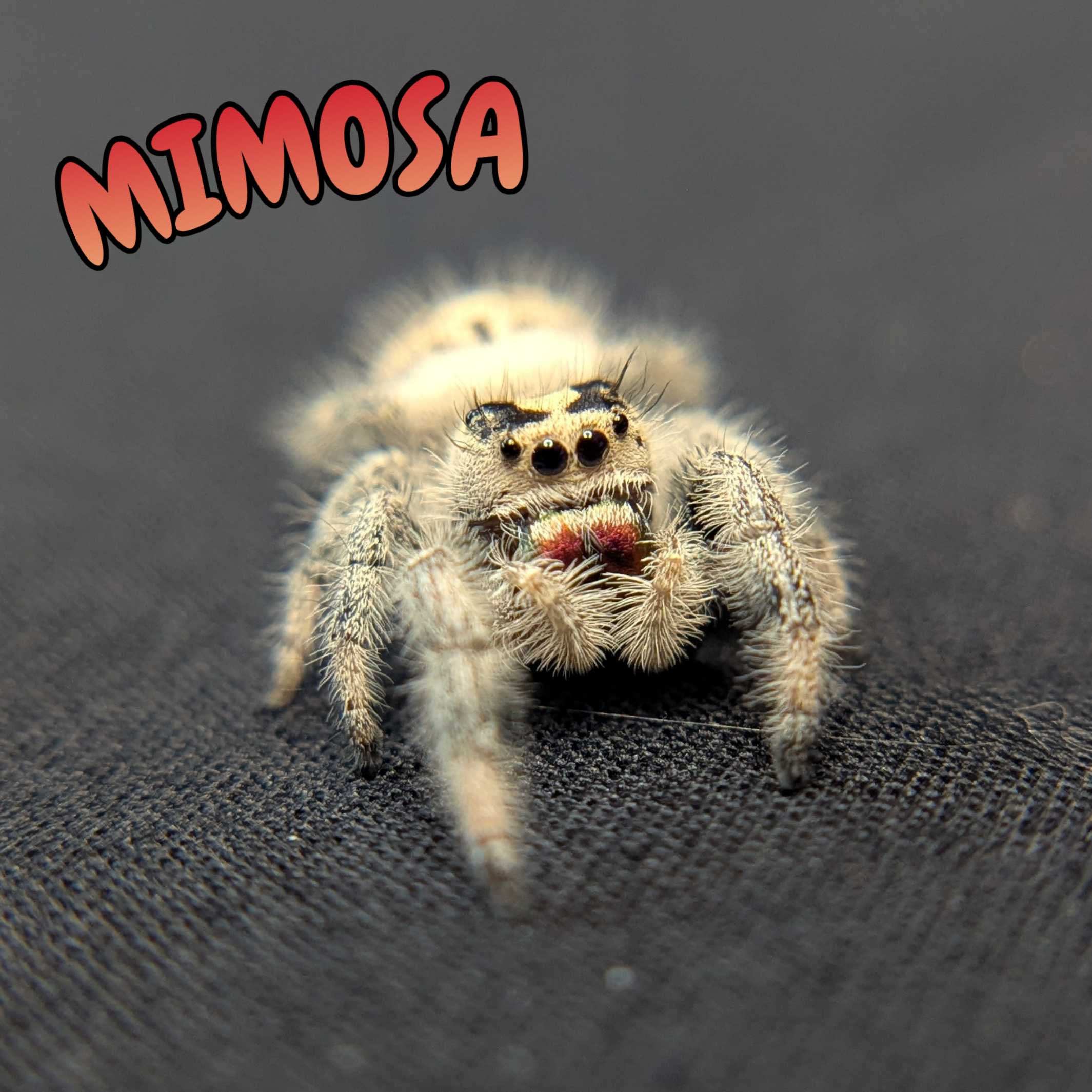 Regal Jumping Spider “Mimosa”