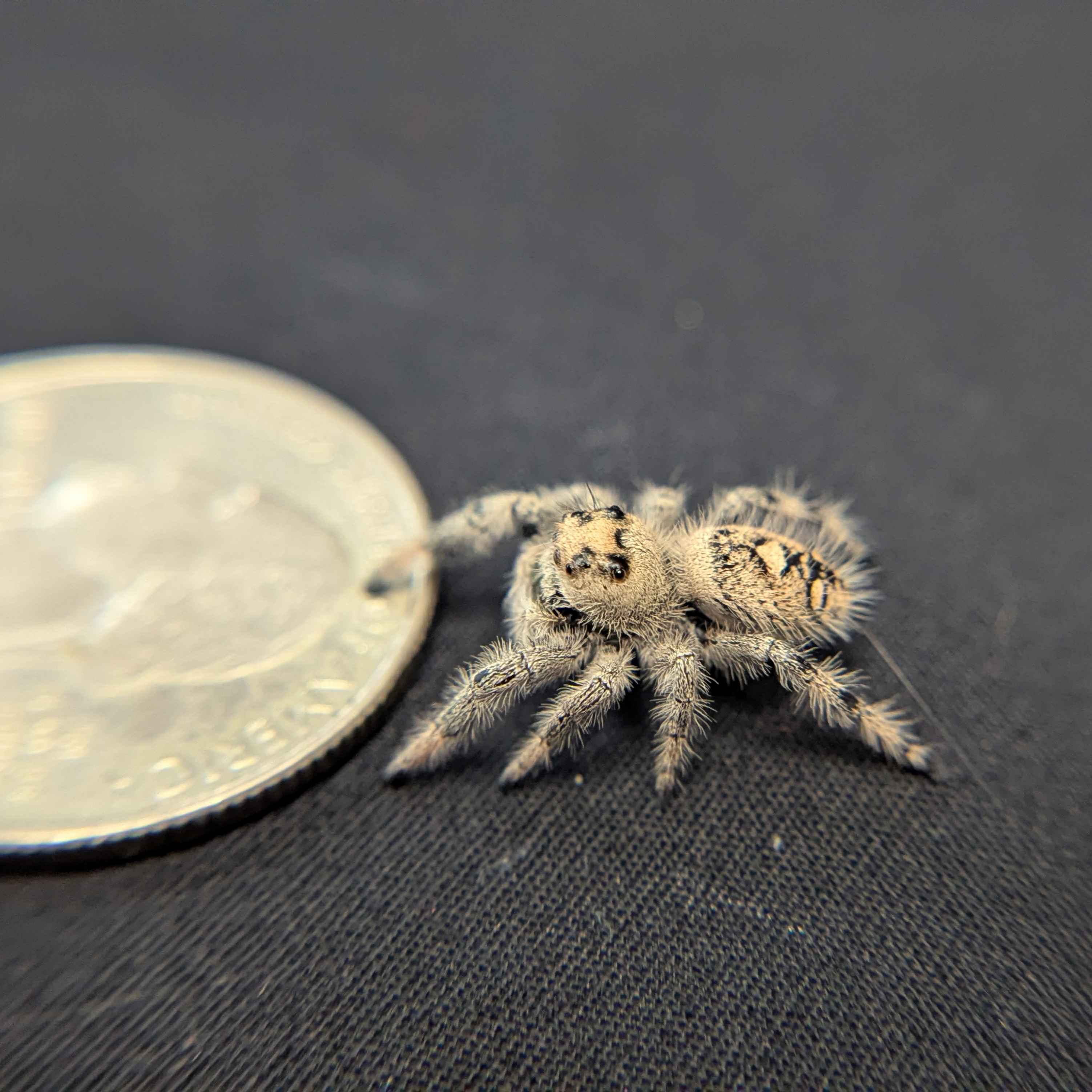 Regal Jumping Spider "Love"
