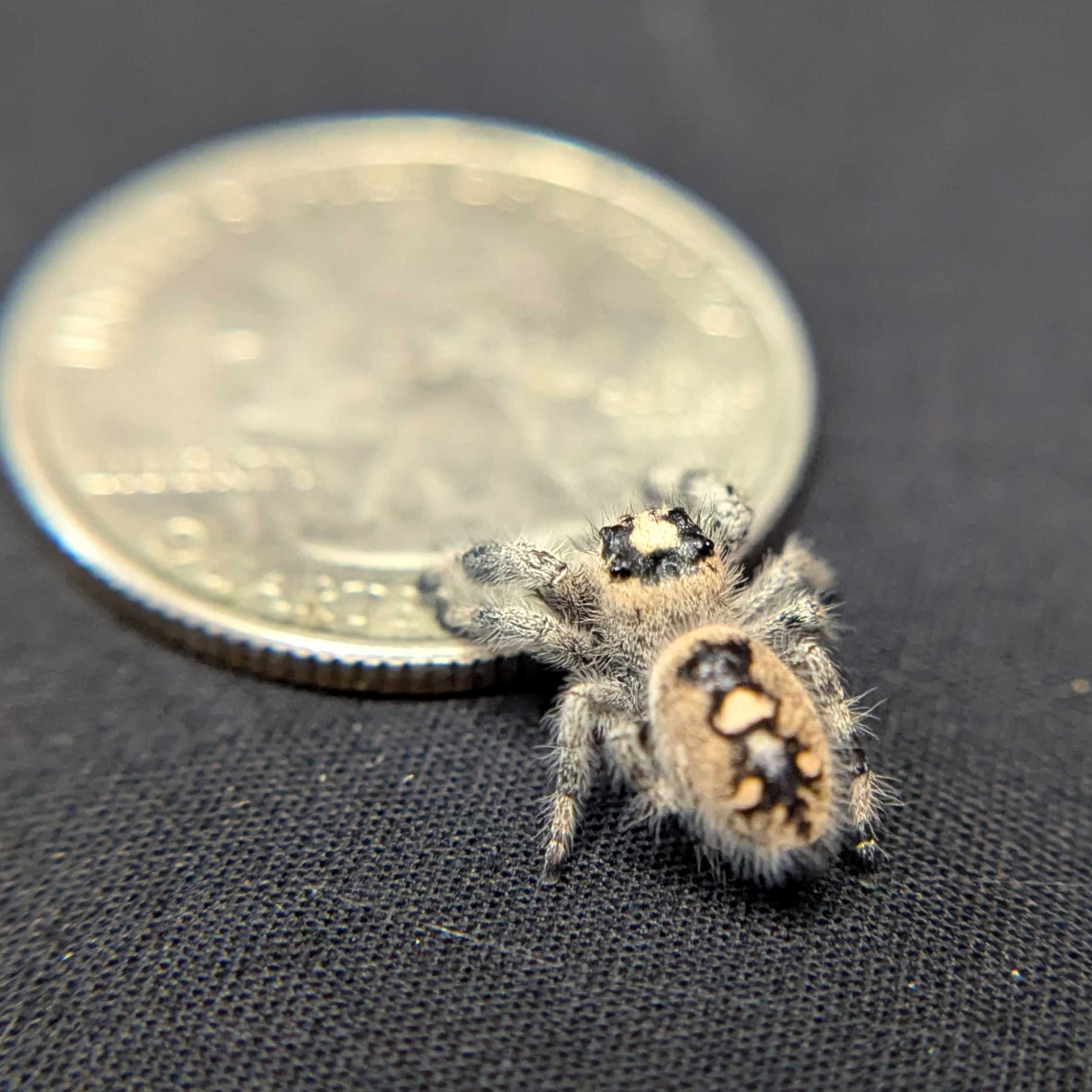 Regal Jumping Spider “Lucky”