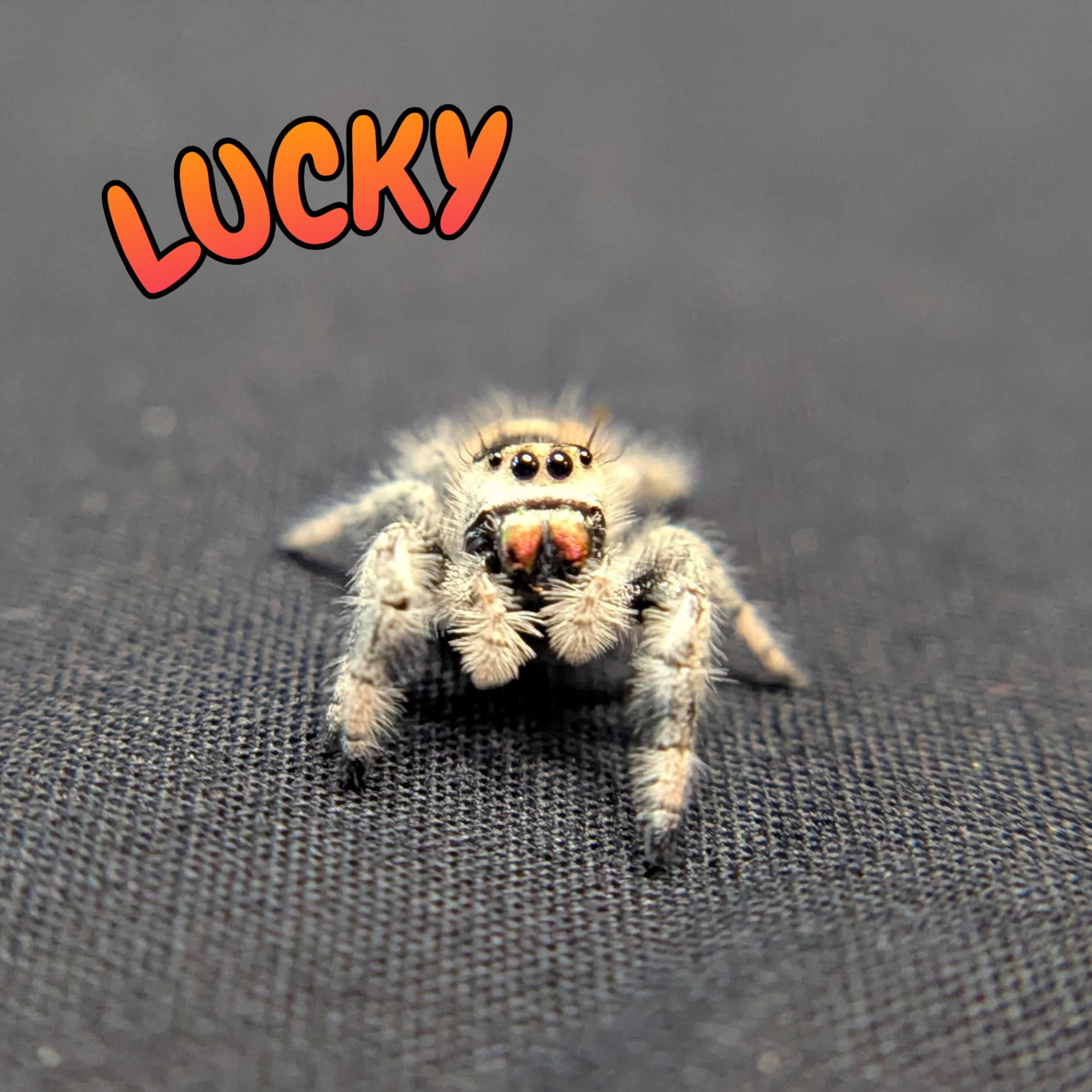 Regal Jumping Spider “Lucky”