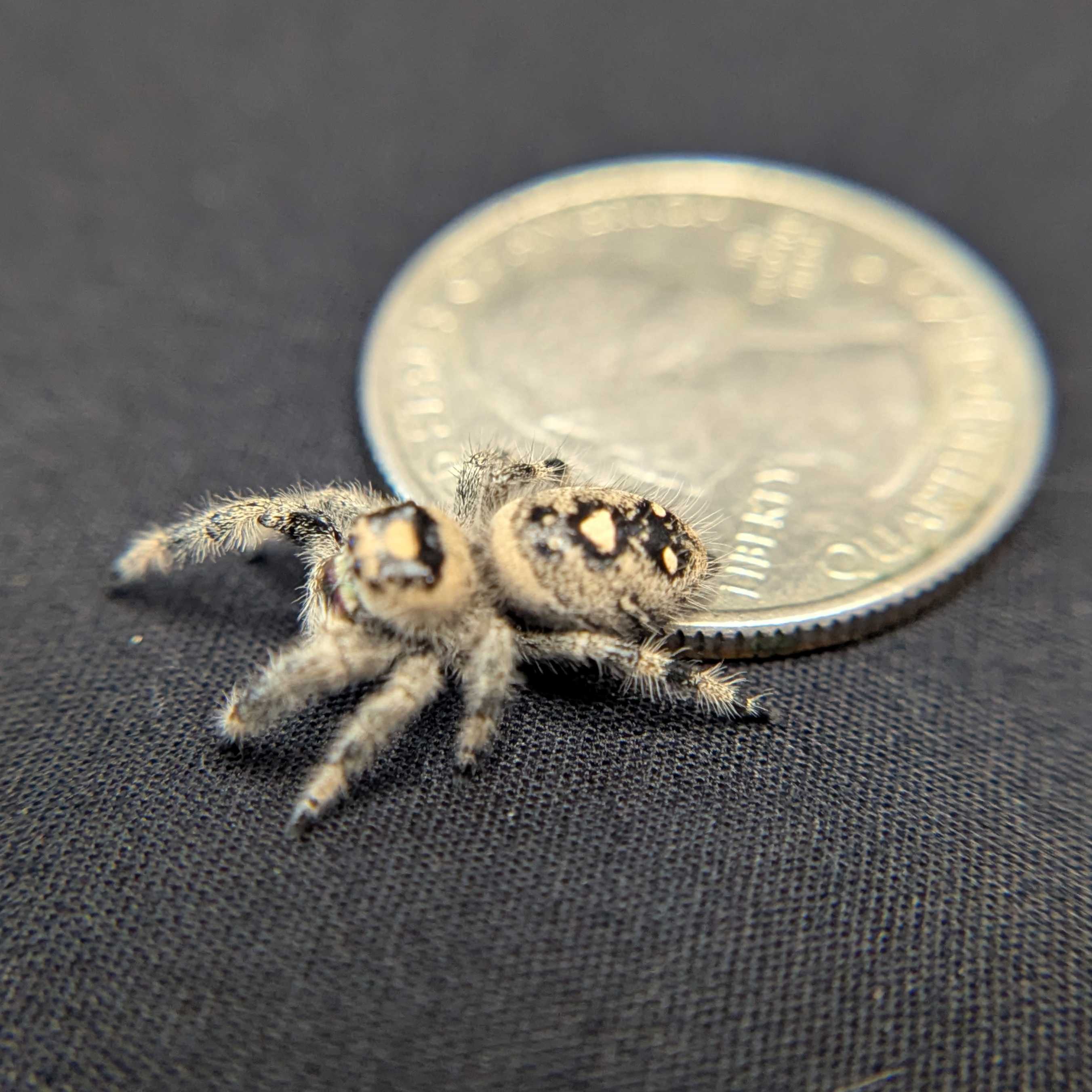 Regal Jumping Spider "BlackBerry"
