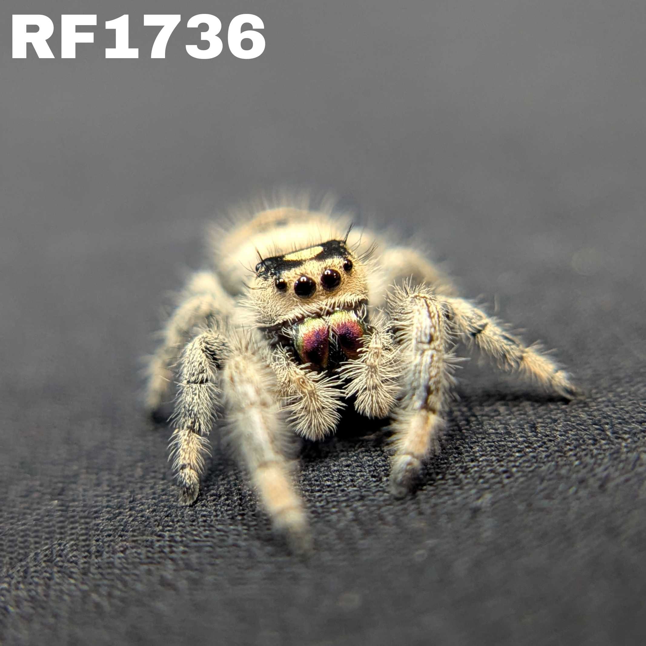 Regal Jumping Spider "BlackBerry"