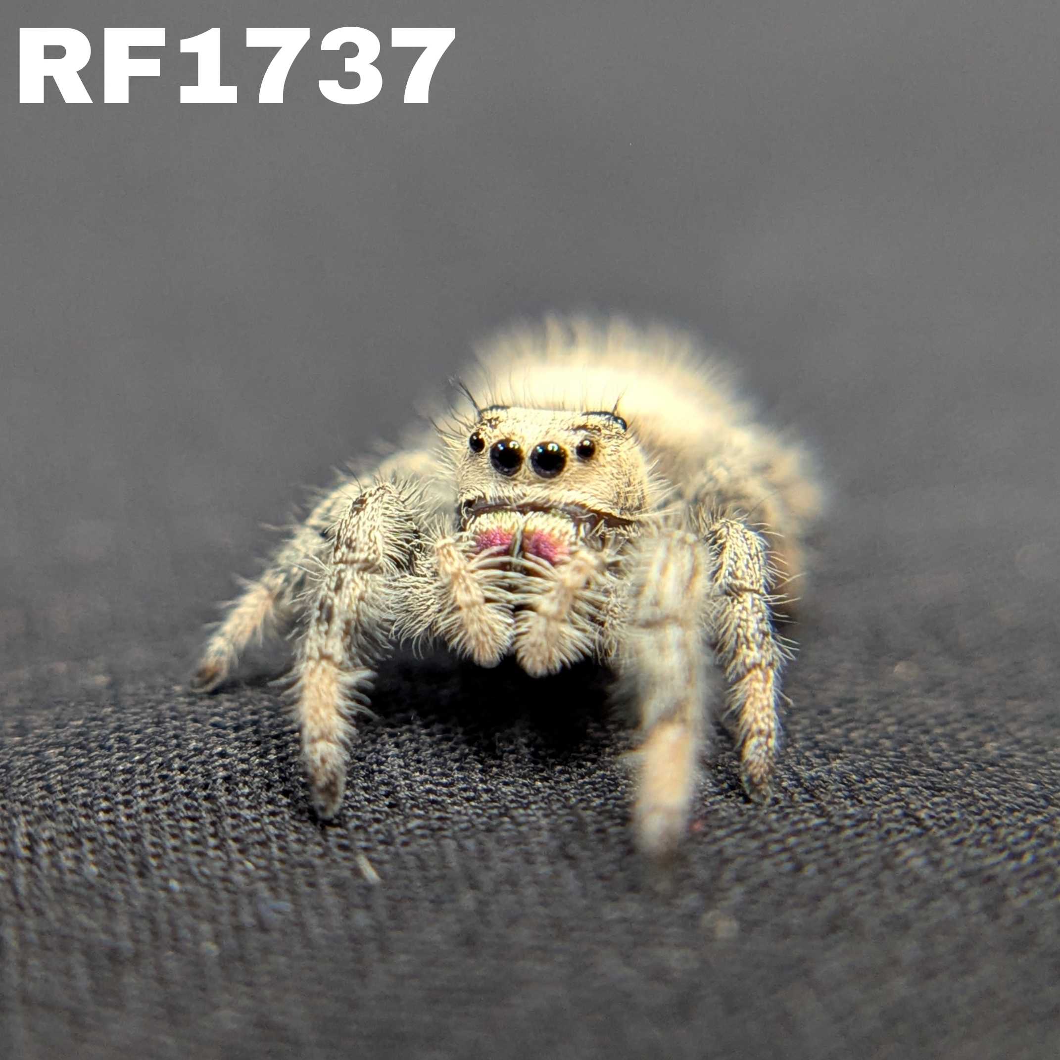 Regal Jumping Spider "Sunblush"
