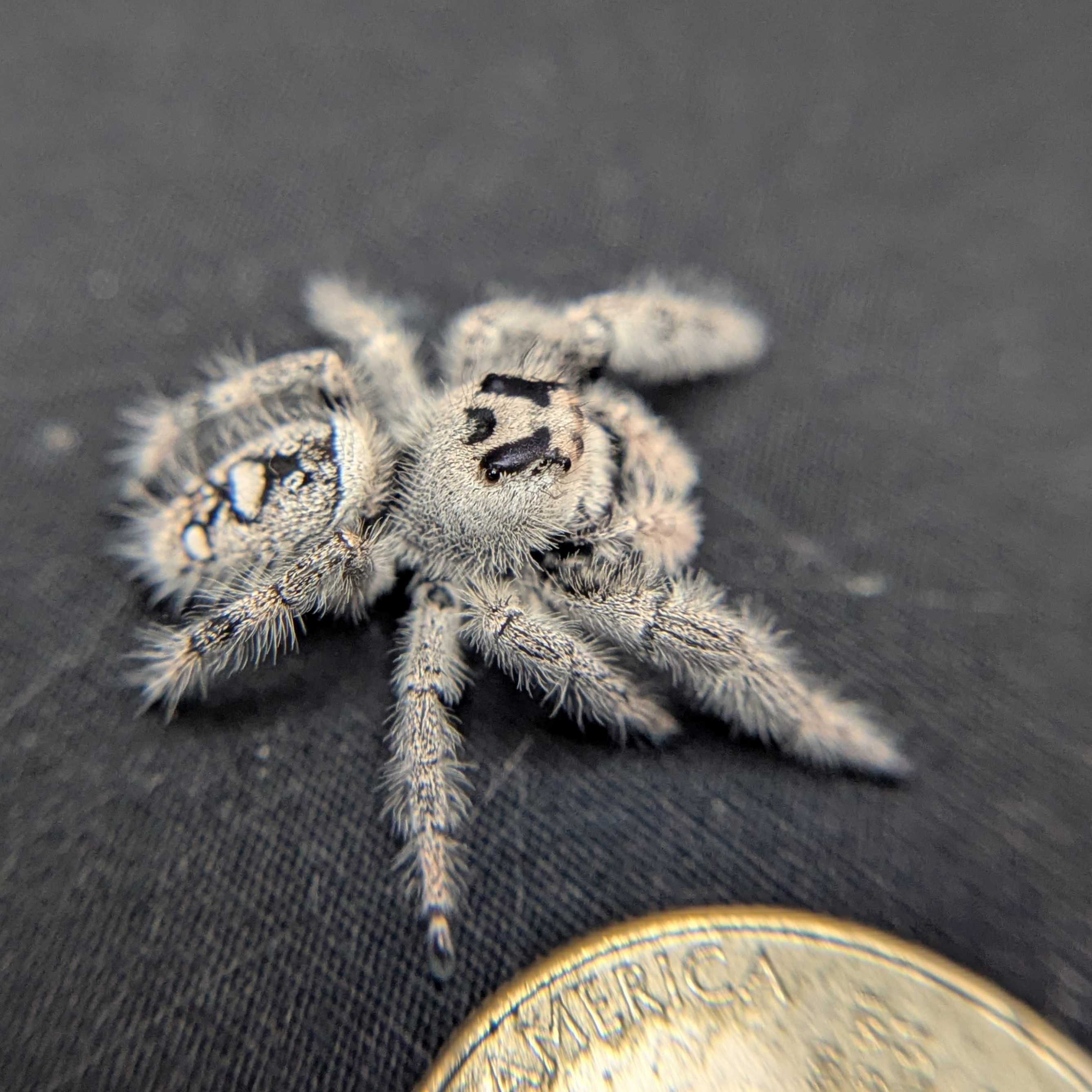 Regal Jumping Spider "Onyx" (High White)