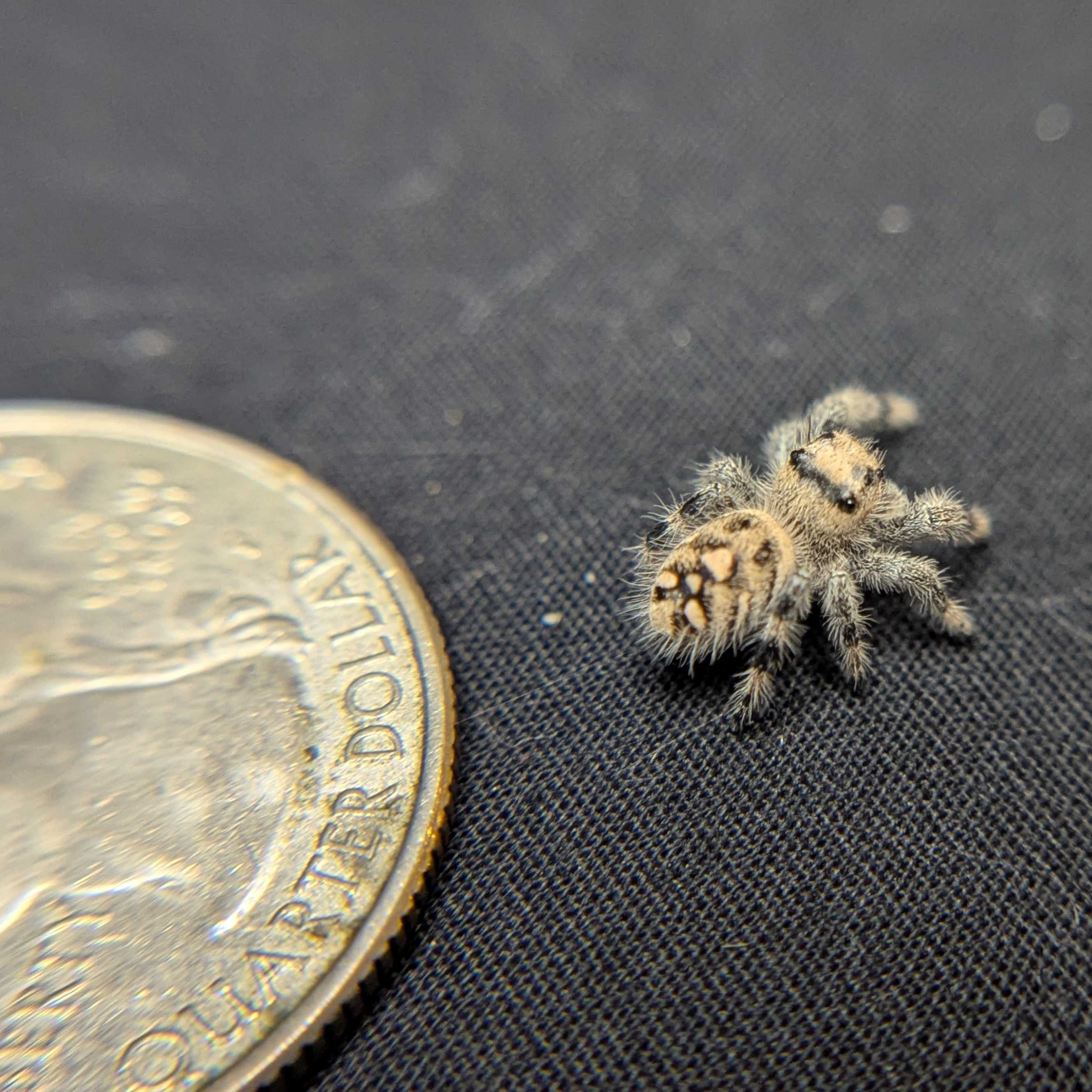Regal Jumping Spider "Powder"