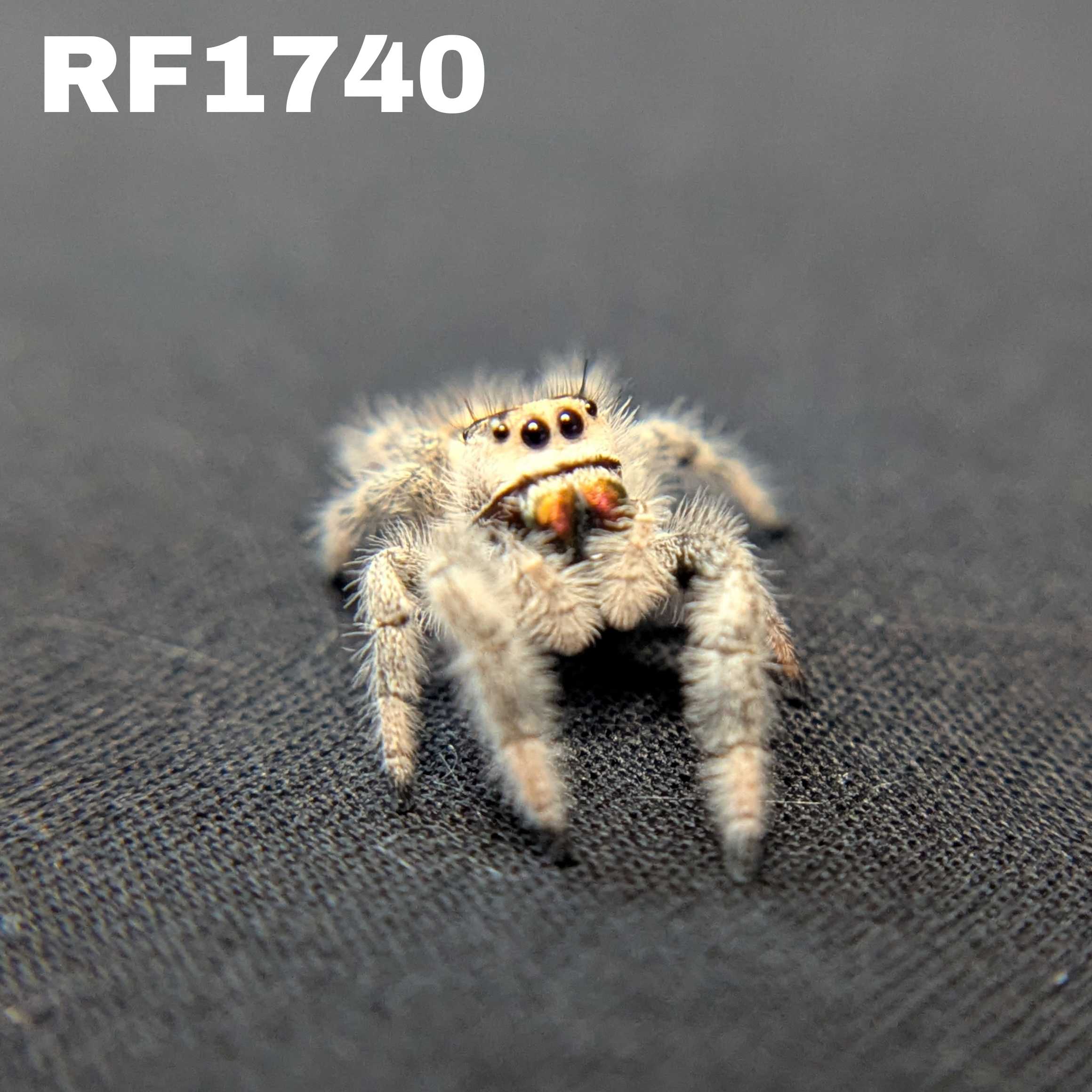 Regal Jumping Spider “Sable”