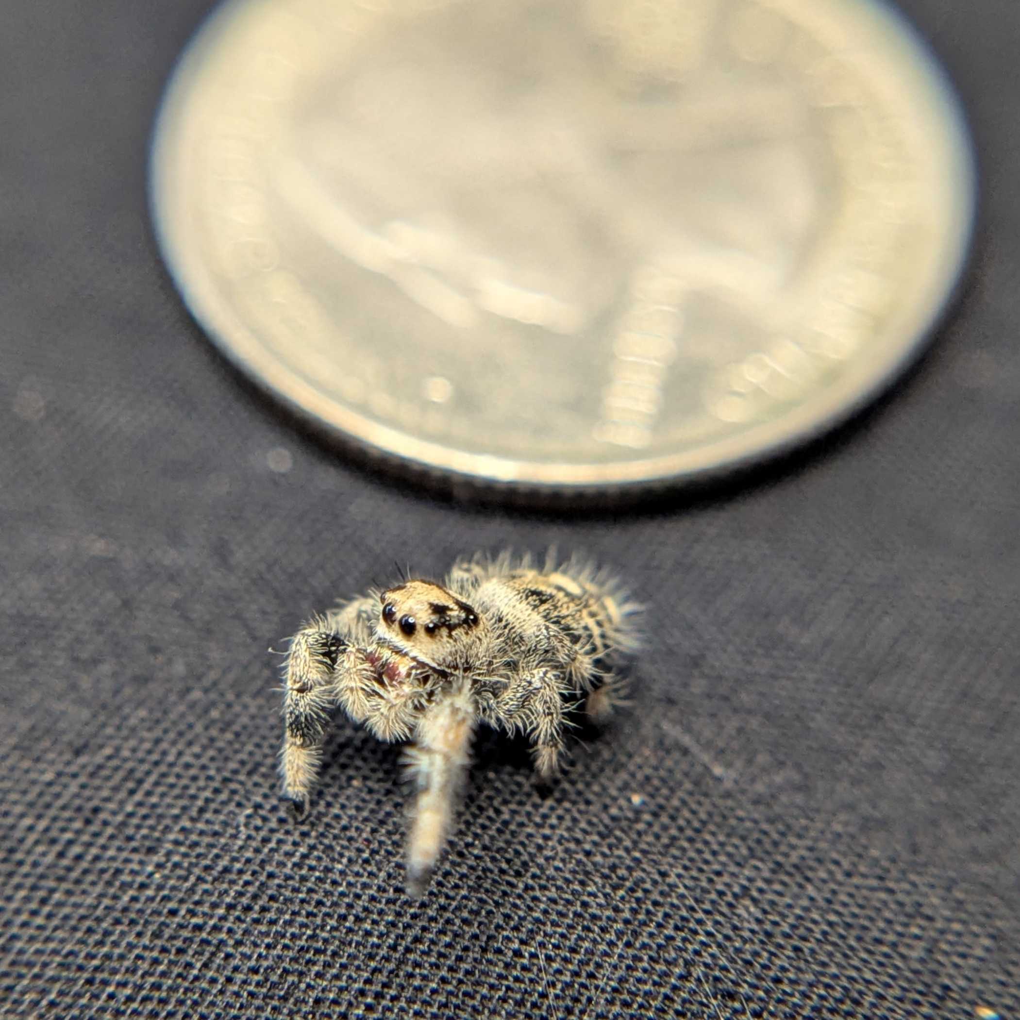 Regal Jumping Spider "Crepe"