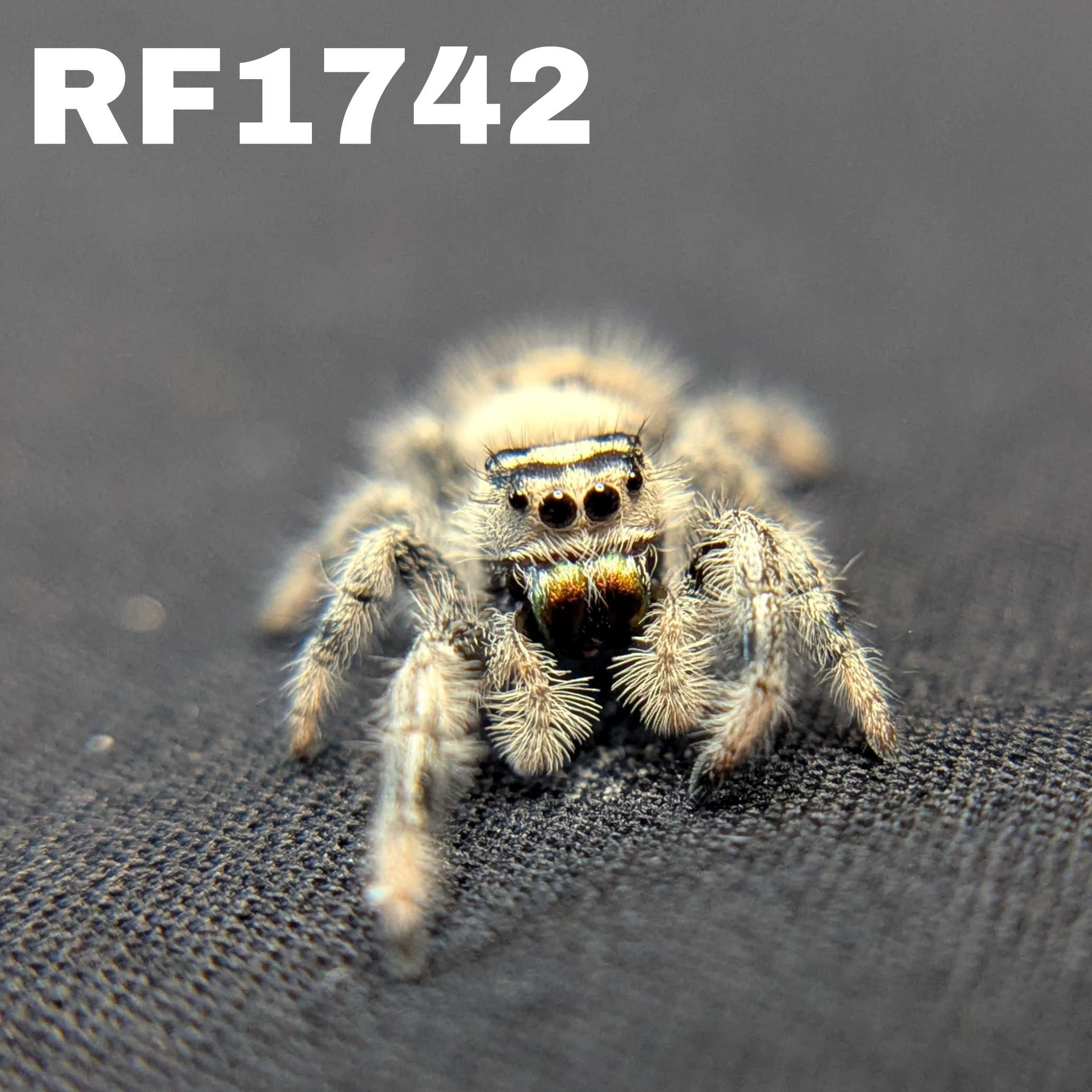 Regal Jumping Spider "Waffle"
