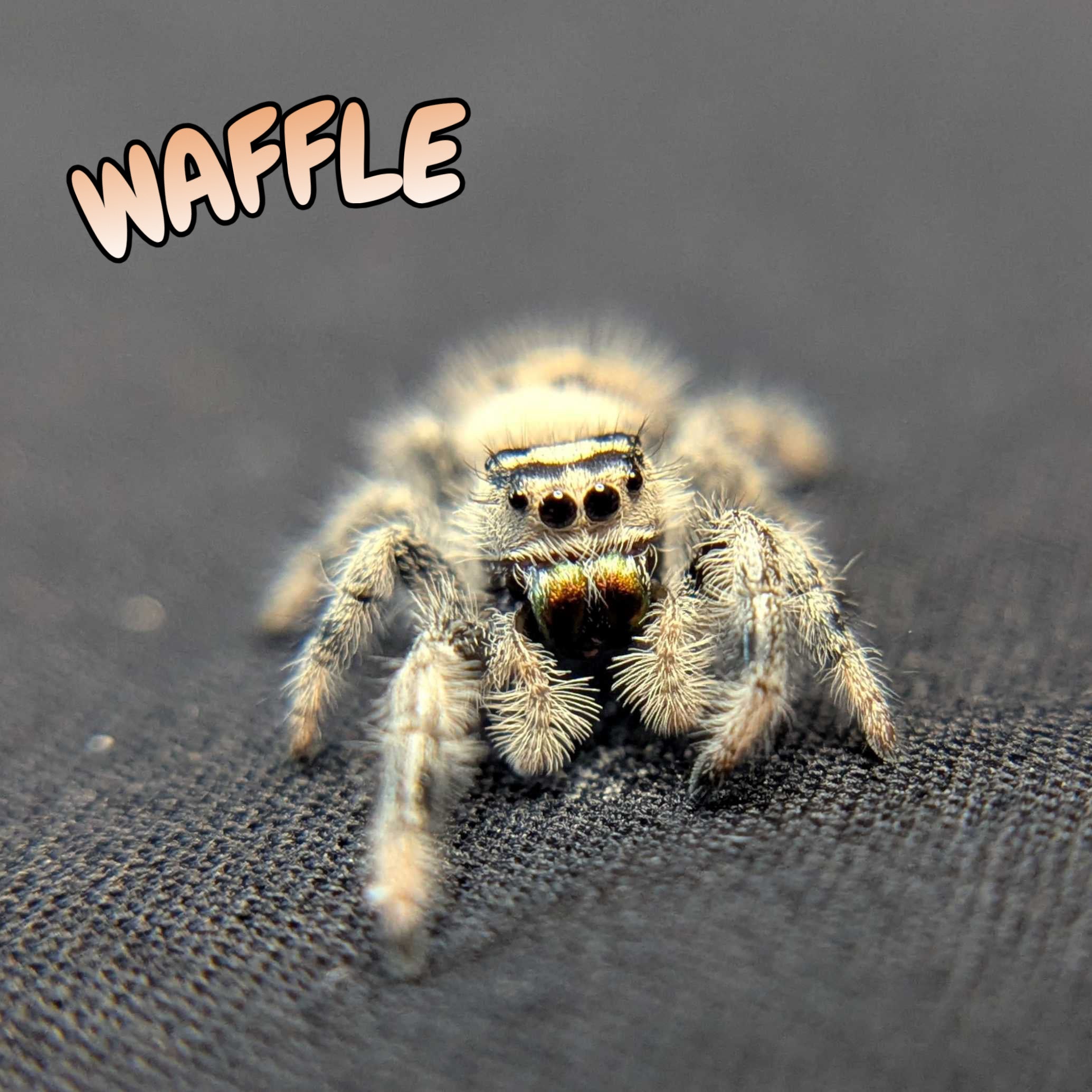 Regal Jumping Spider "Waffle"