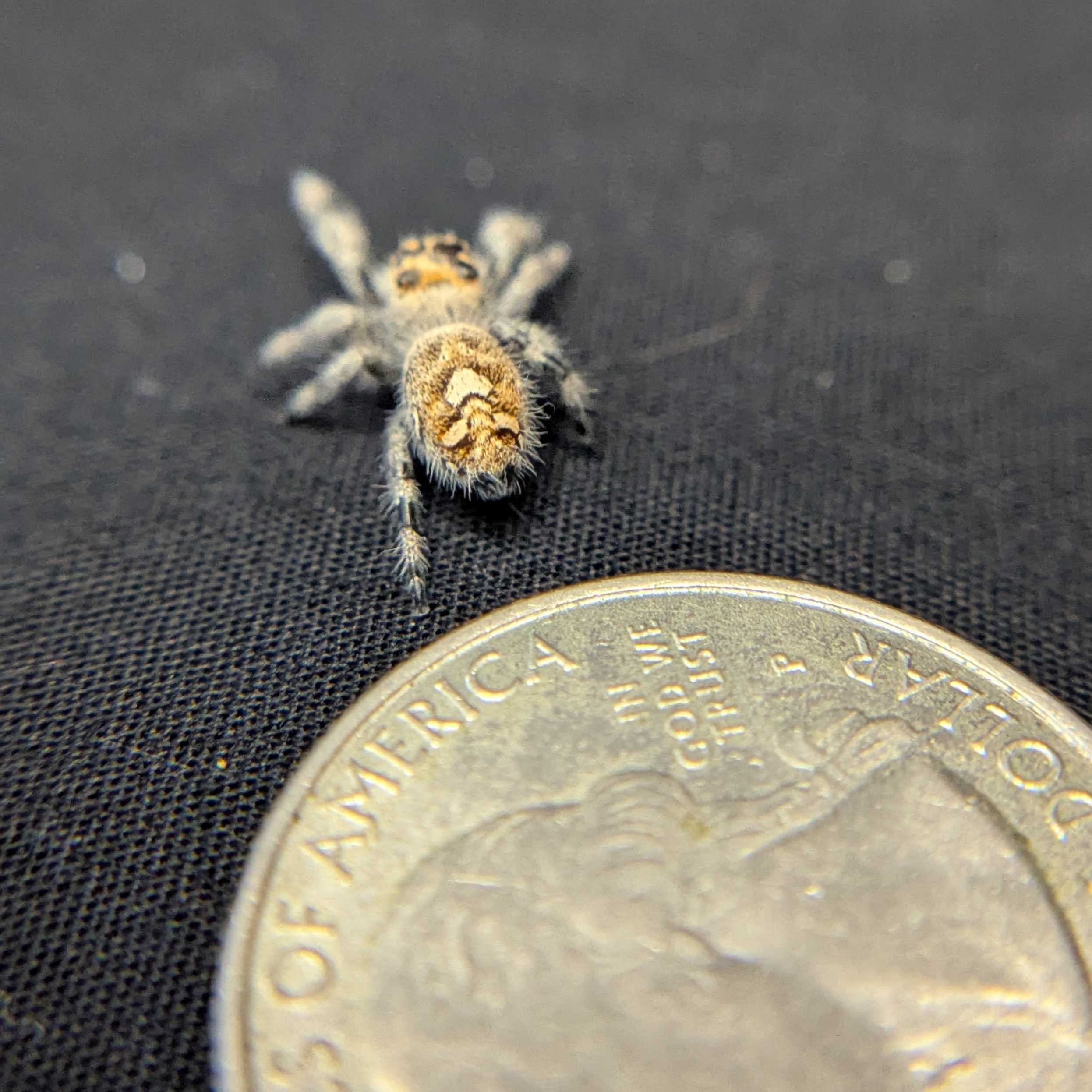 Regal Jumping Spider "Iris"