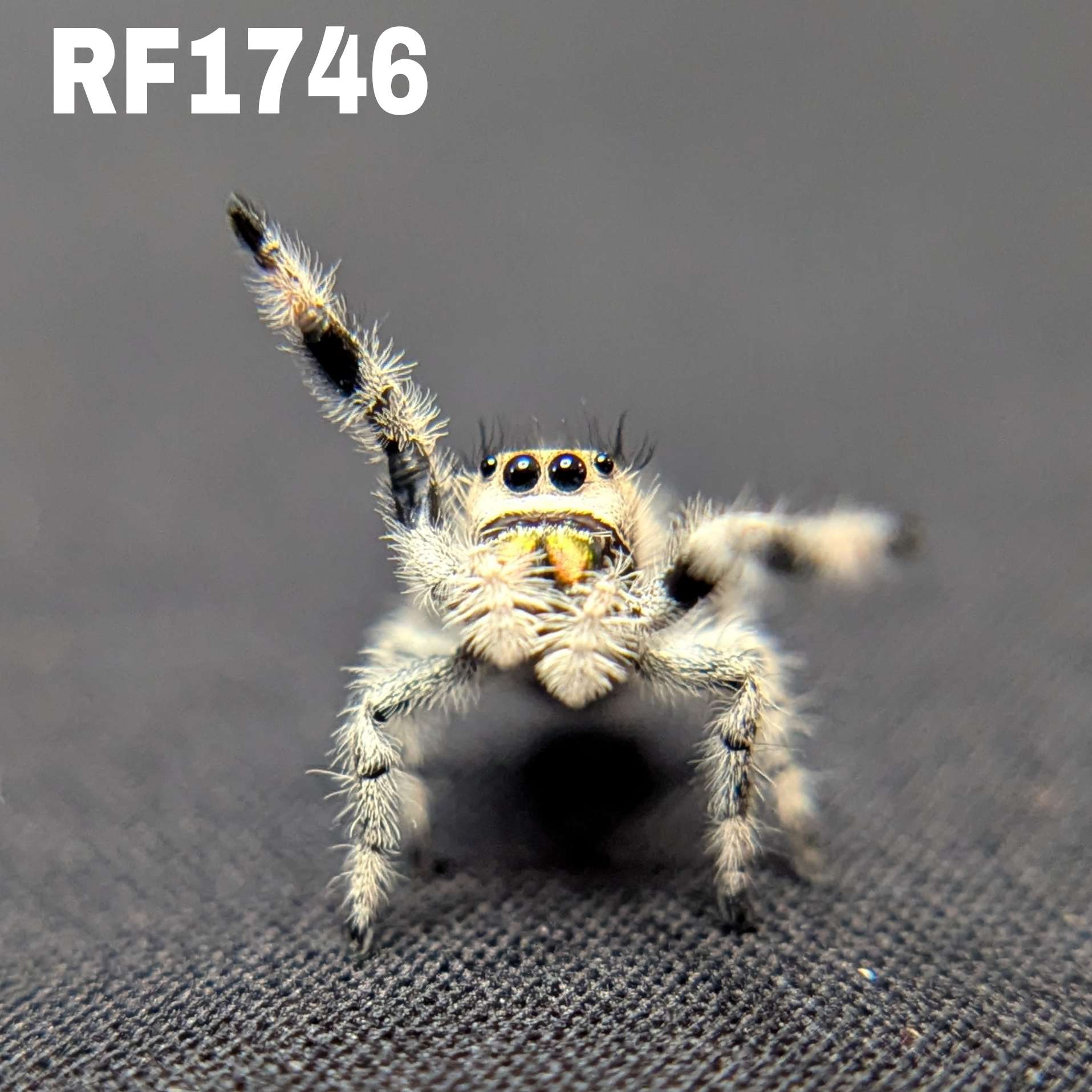 Regal Jumping Spider "Dandelion"