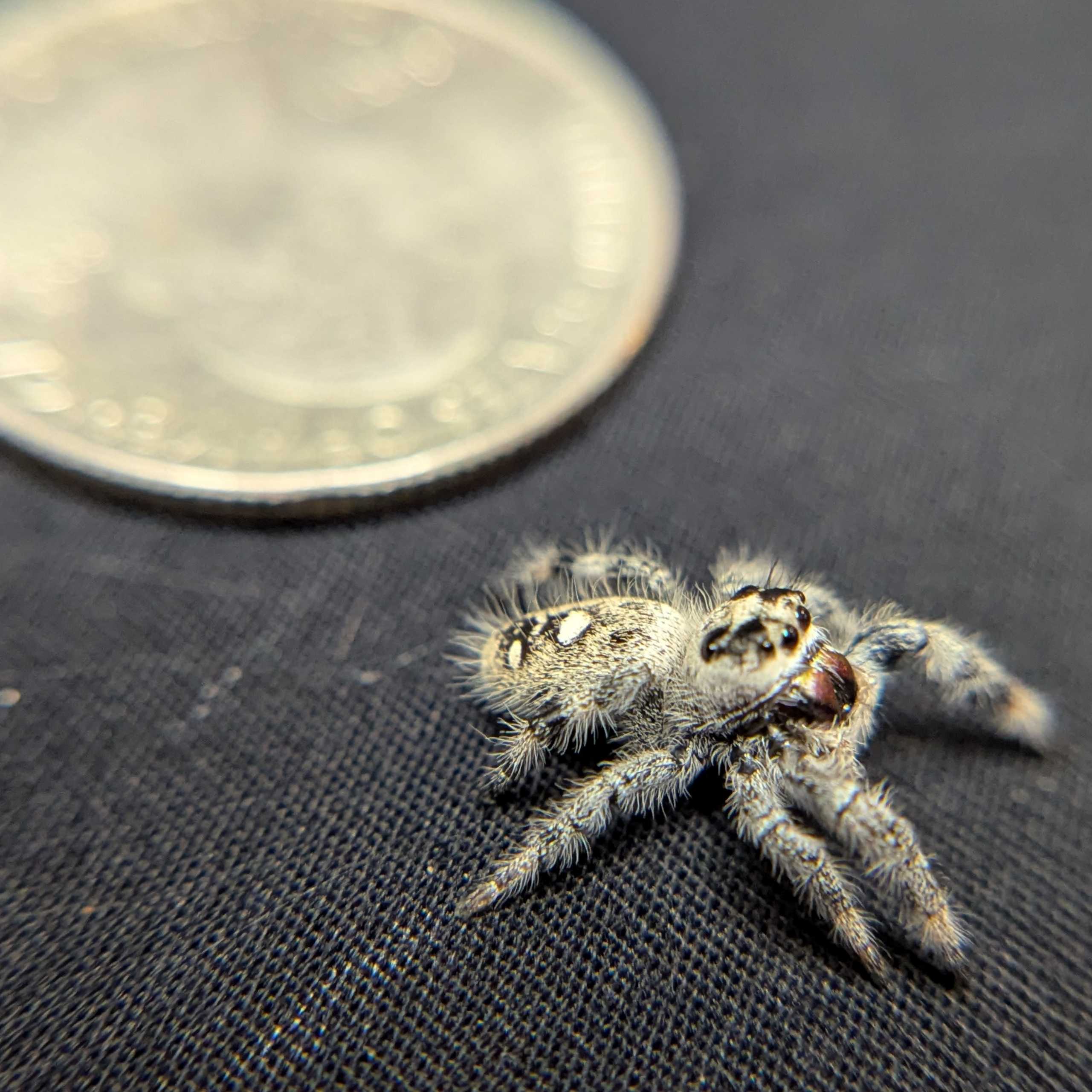 Regal Jumping Spider "Gentle"
