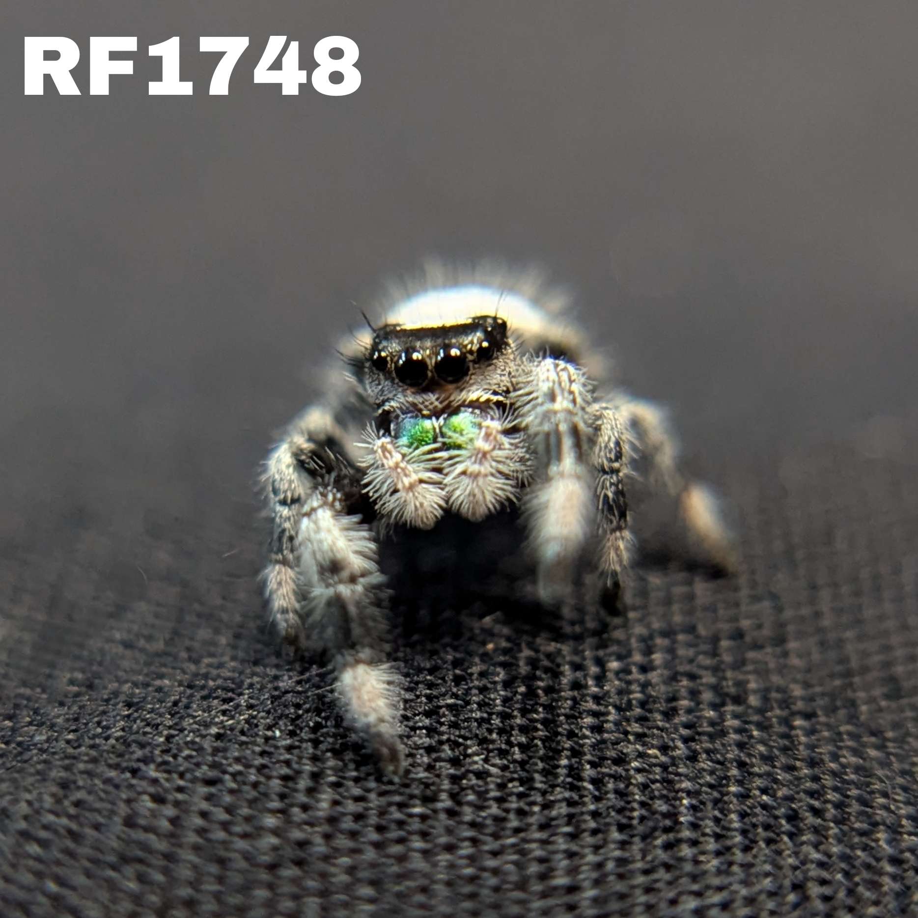 Regal Jumping Spider "Neon"