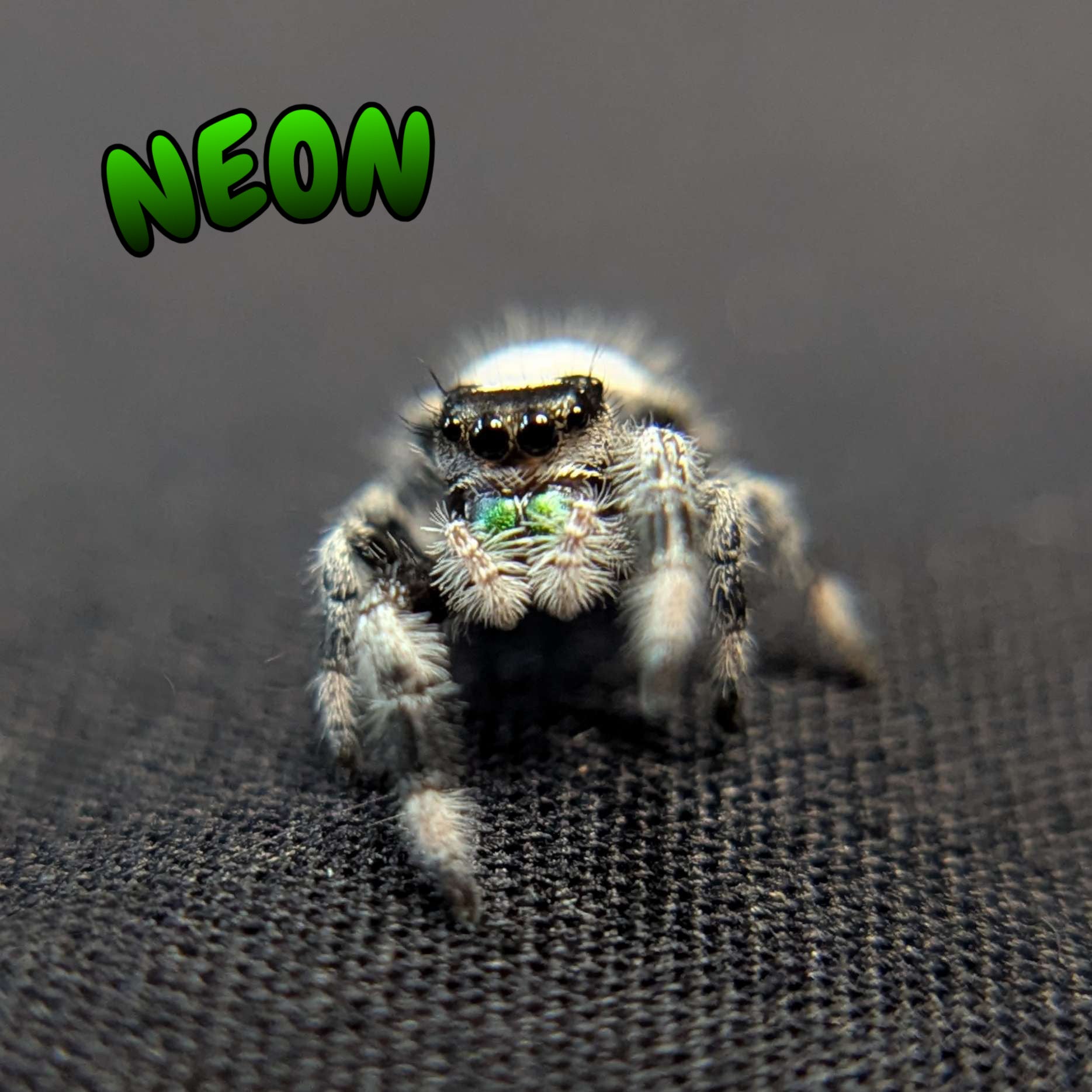Regal Jumping Spider "Neon"