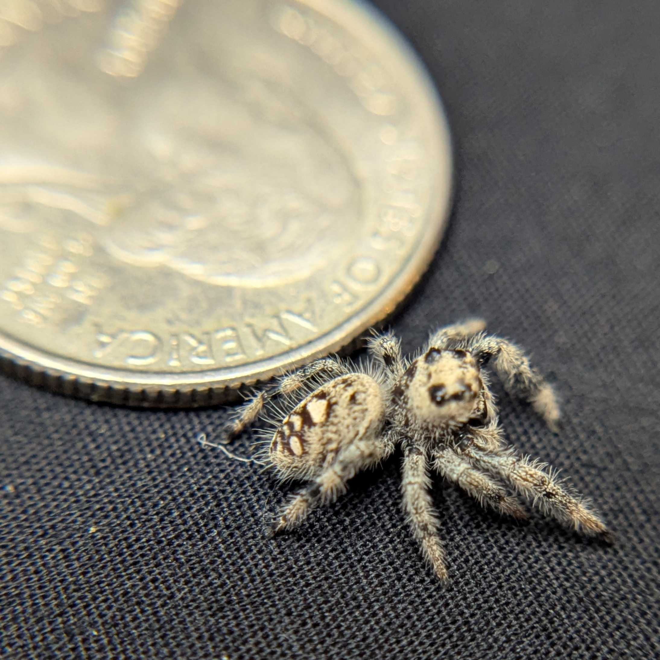 Regal Jumping Spider "Puff"