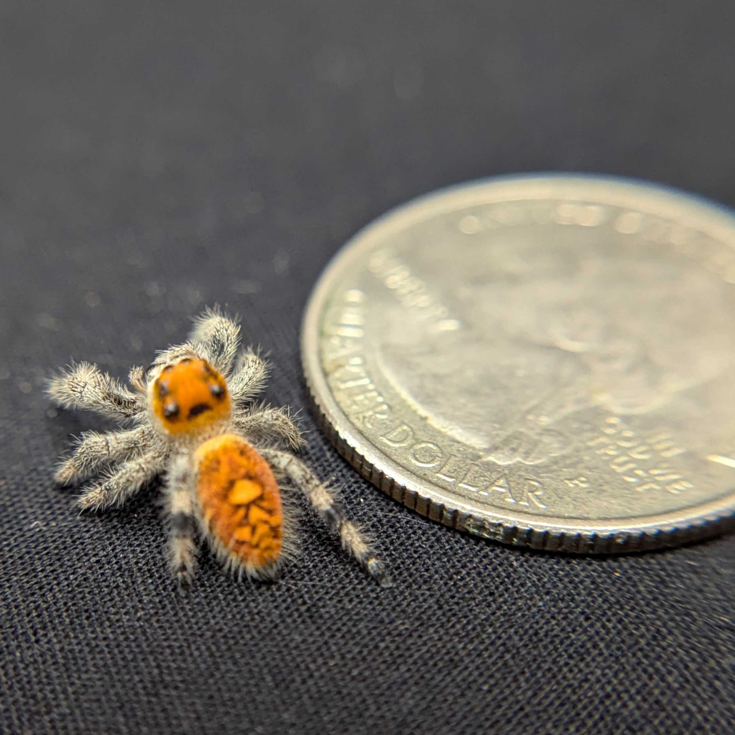 Regal Jumping Spider "Amethyst"