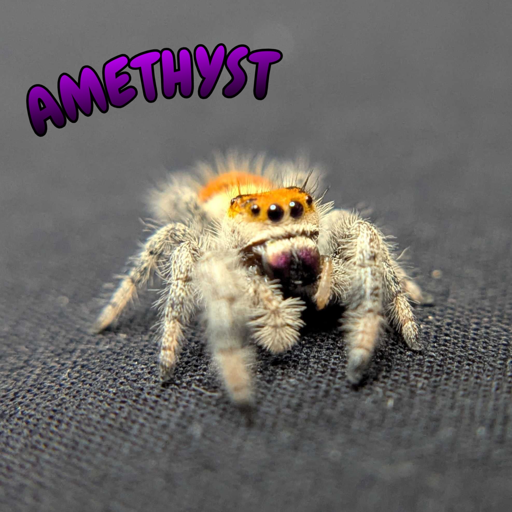 Regal Jumping Spider "Amethyst"