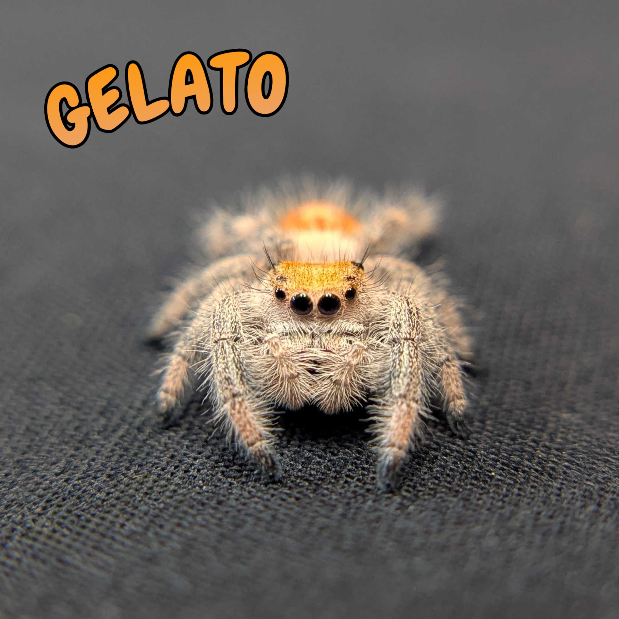 Regal Jumping Spider "Gelato"