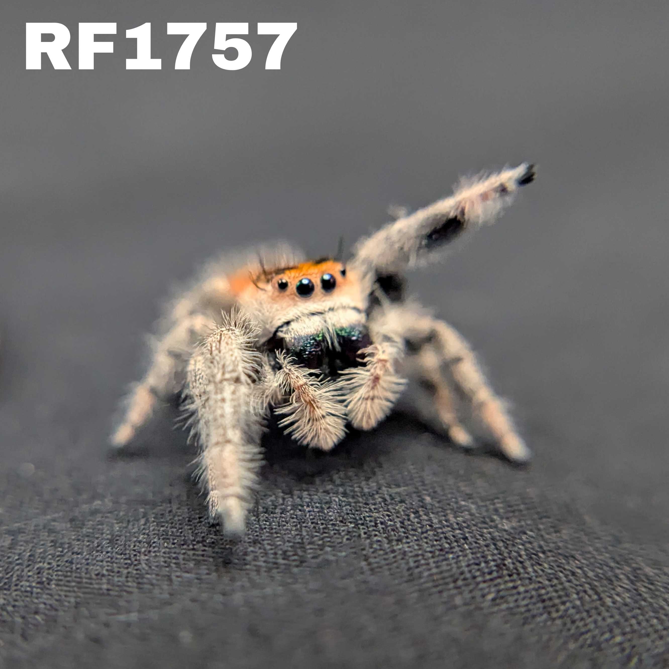 Regal Jumping Spider “Nova”