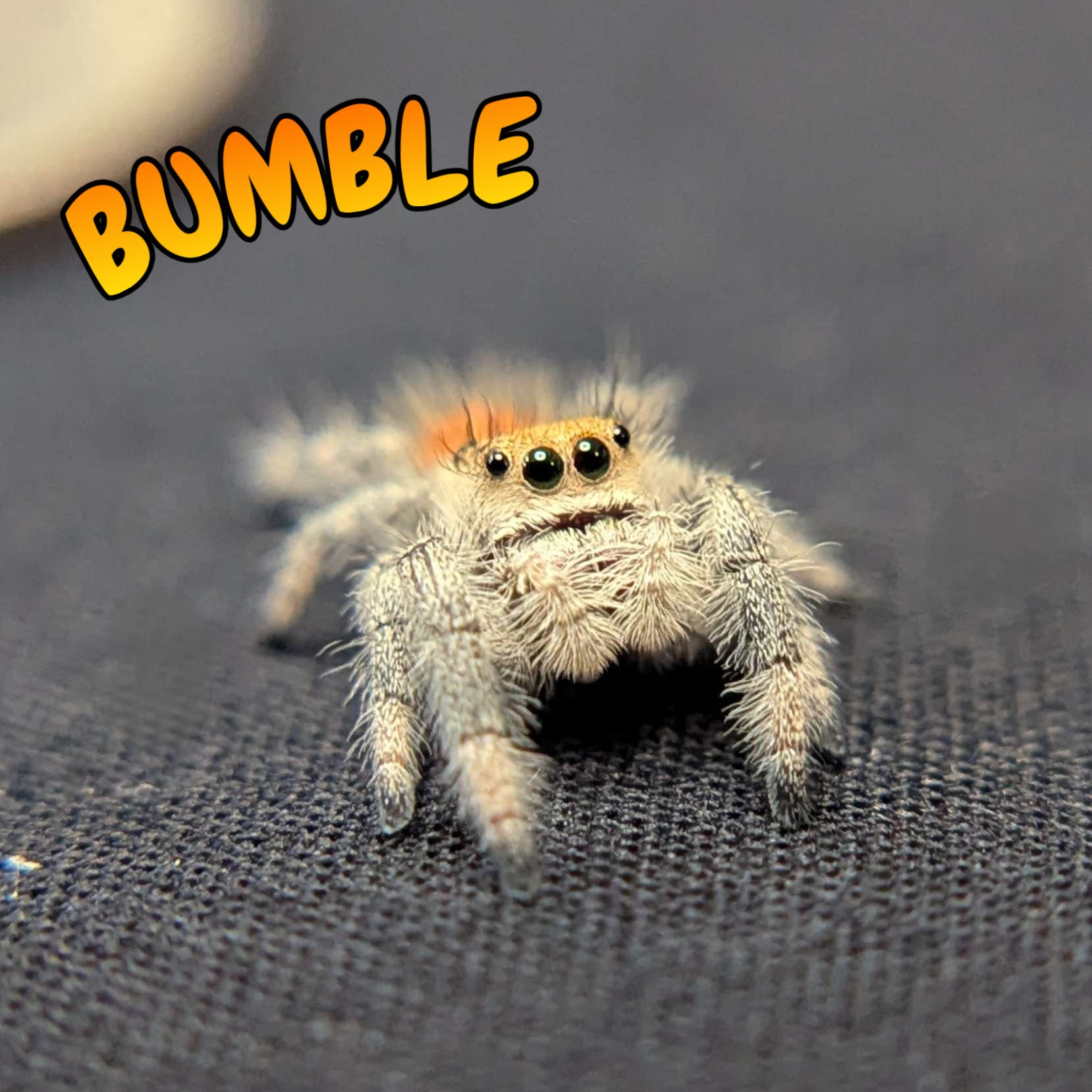 Regal Jumping Spider "Bumble"