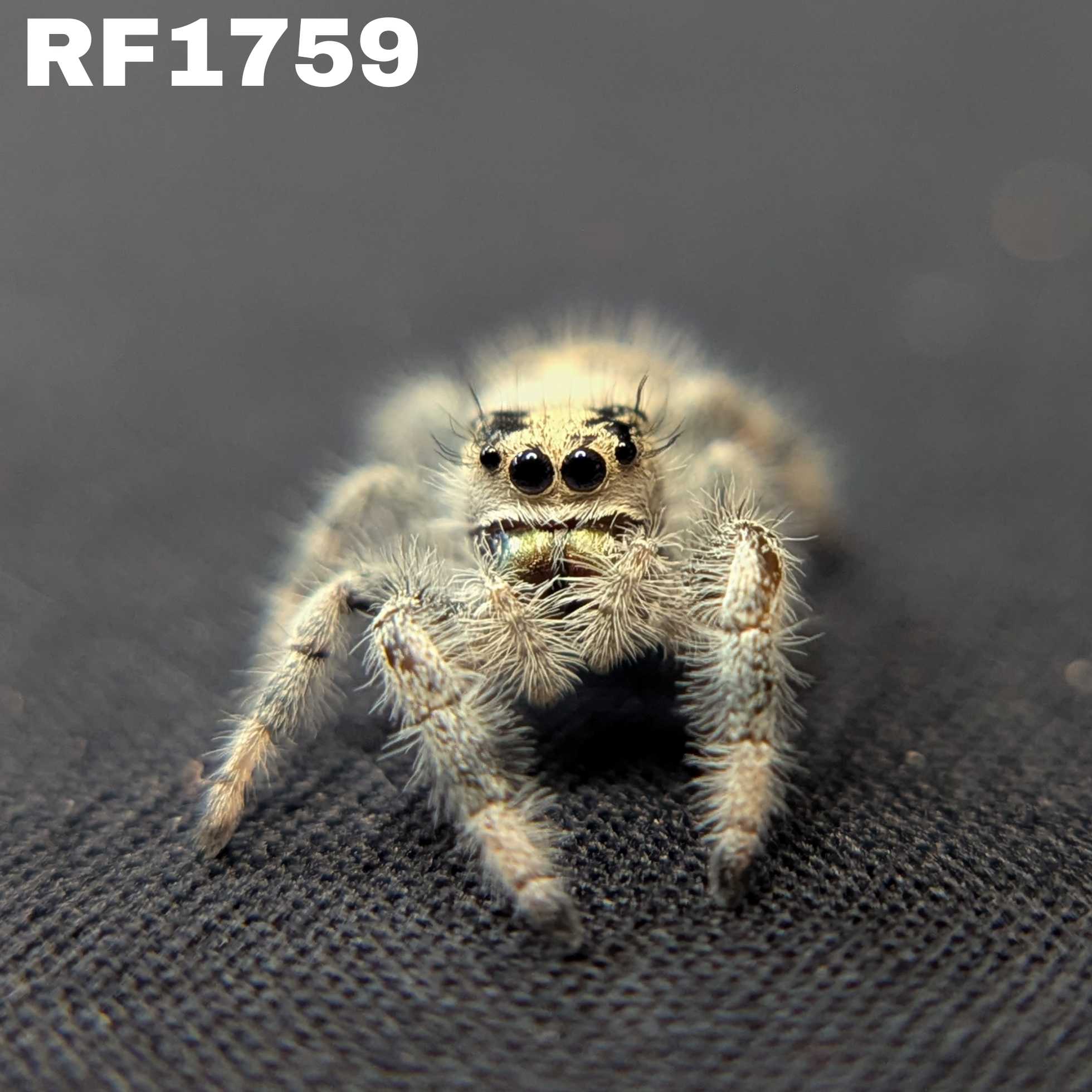 Regal Jumping Spider "Taffy"