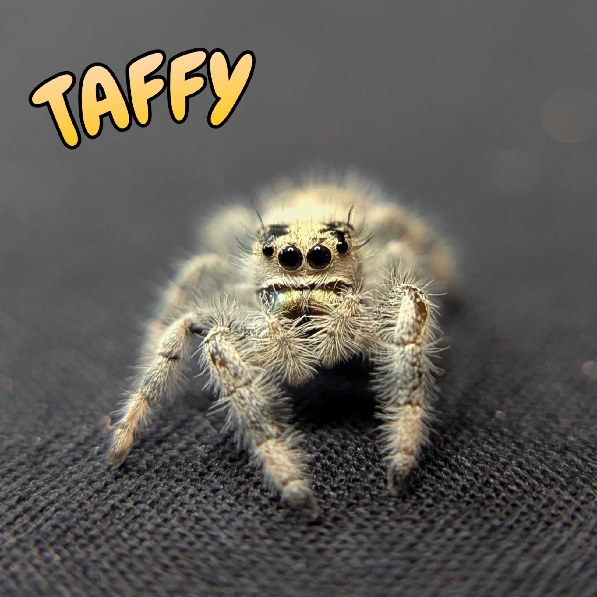 Regal Jumping Spider "Taffy"
