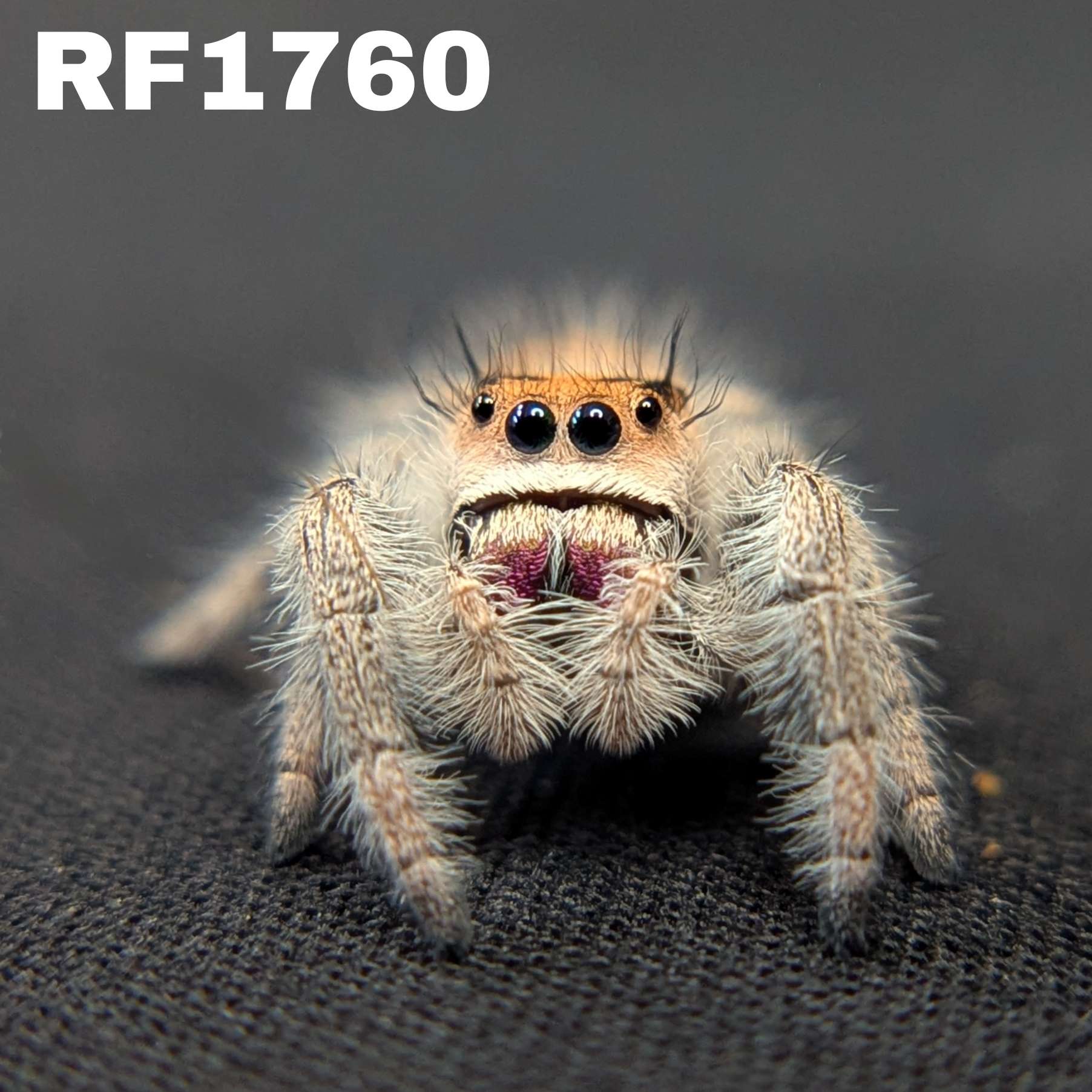 Regal Jumping Spider "Wildberry"
