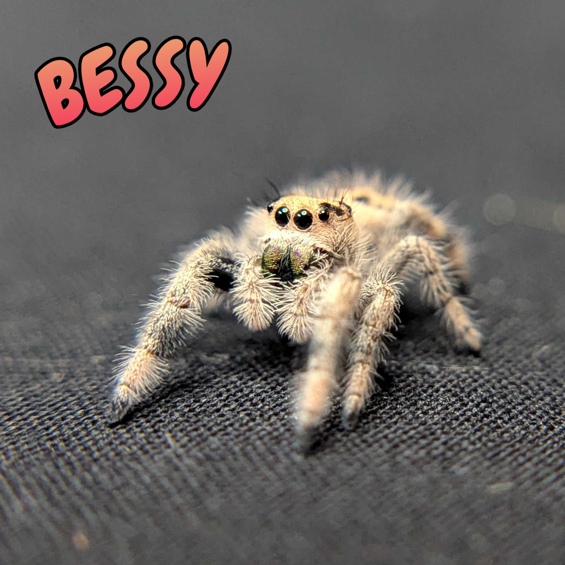 Regal Jumping Spider "Bessy"