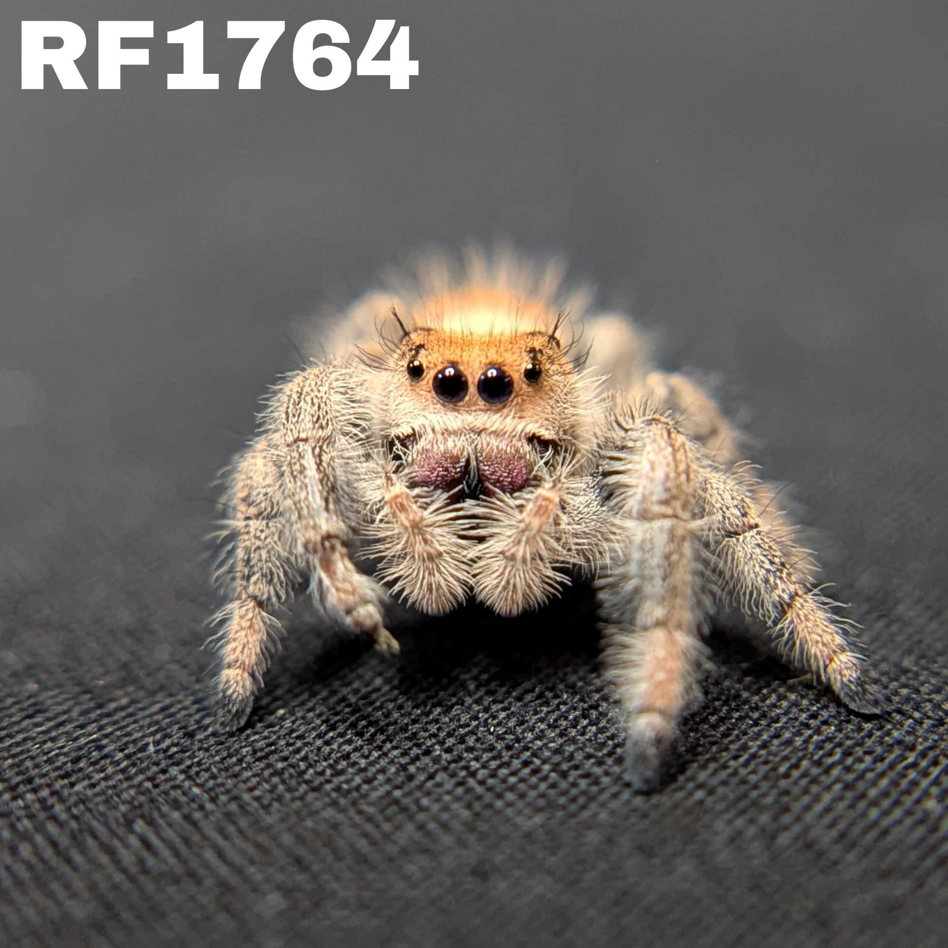 Regal Jumping Spider "Peach"