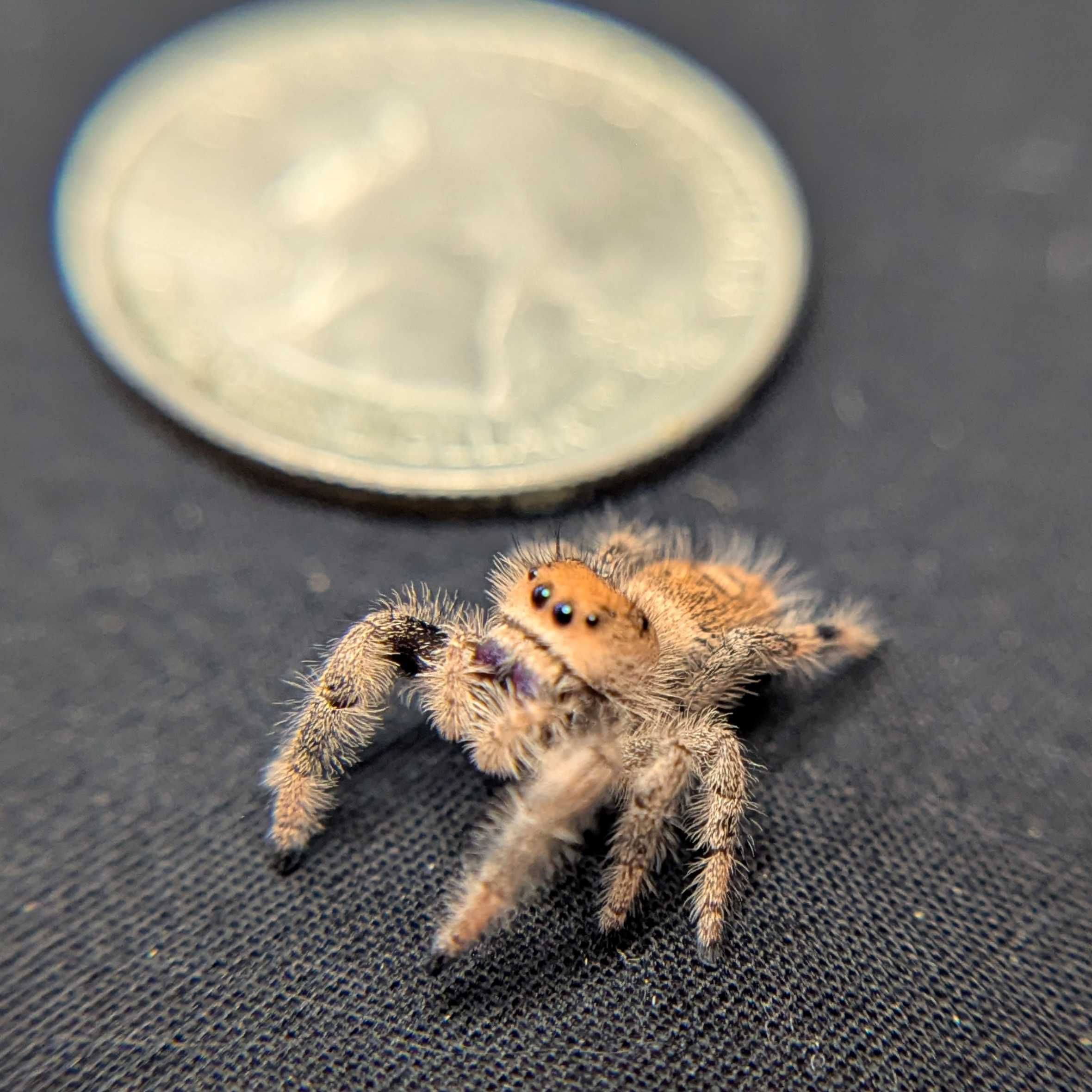 Regal Jumping Spider "Jelly Bean"