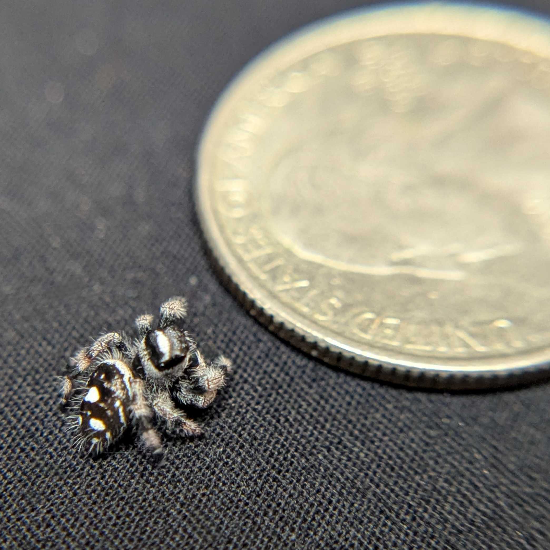 Regal Jumping Spider "Bluey"