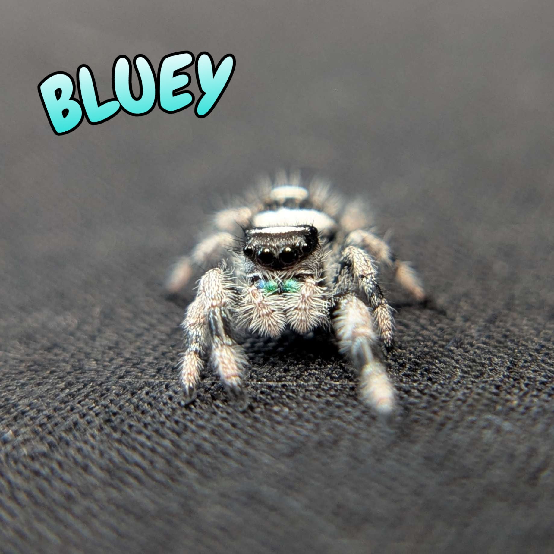 Regal Jumping Spider "Bluey"