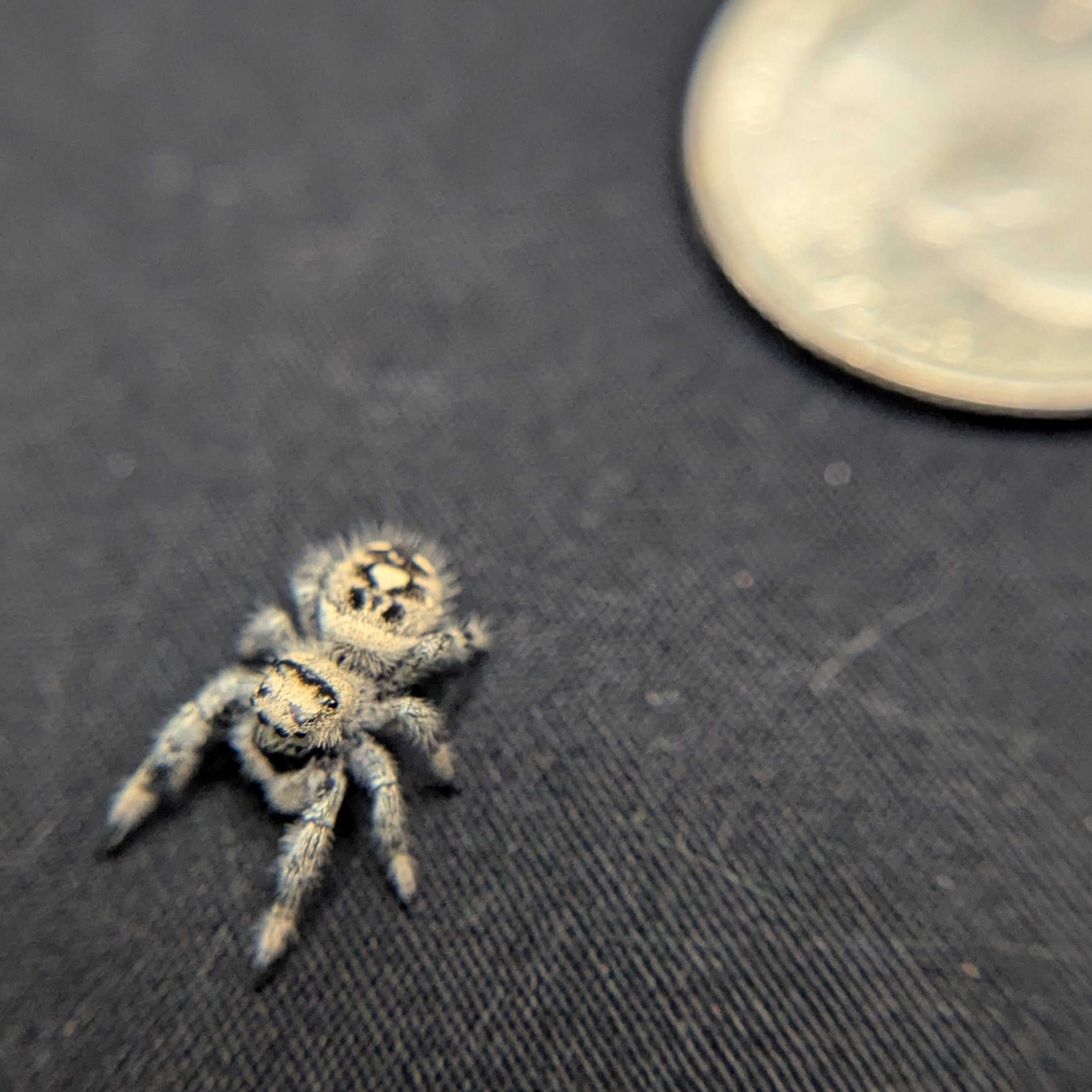 Regal Jumping Spider "Vanilla"
