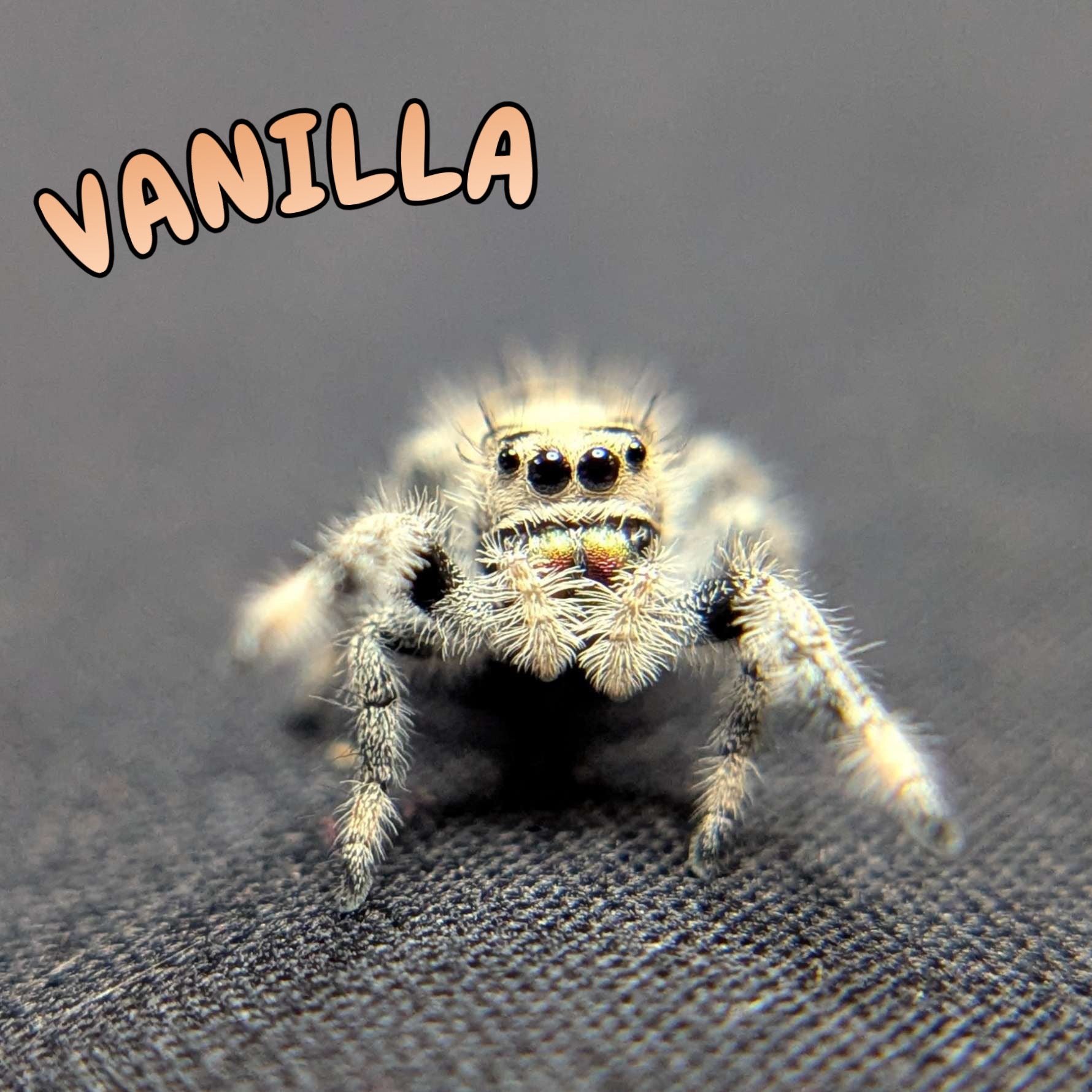 Regal Jumping Spider "Vanilla"