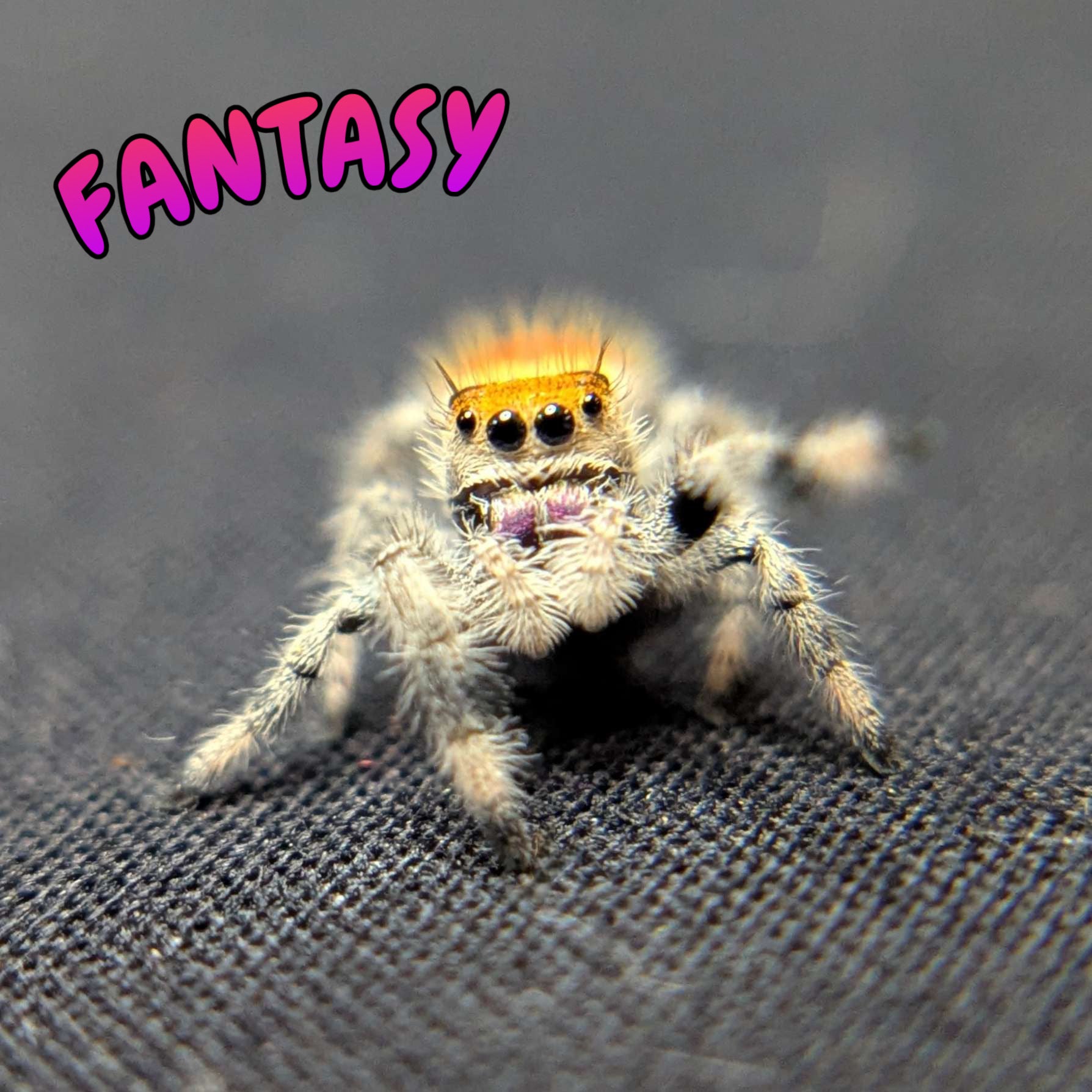 Regal Jumping Spider "Fantasy"