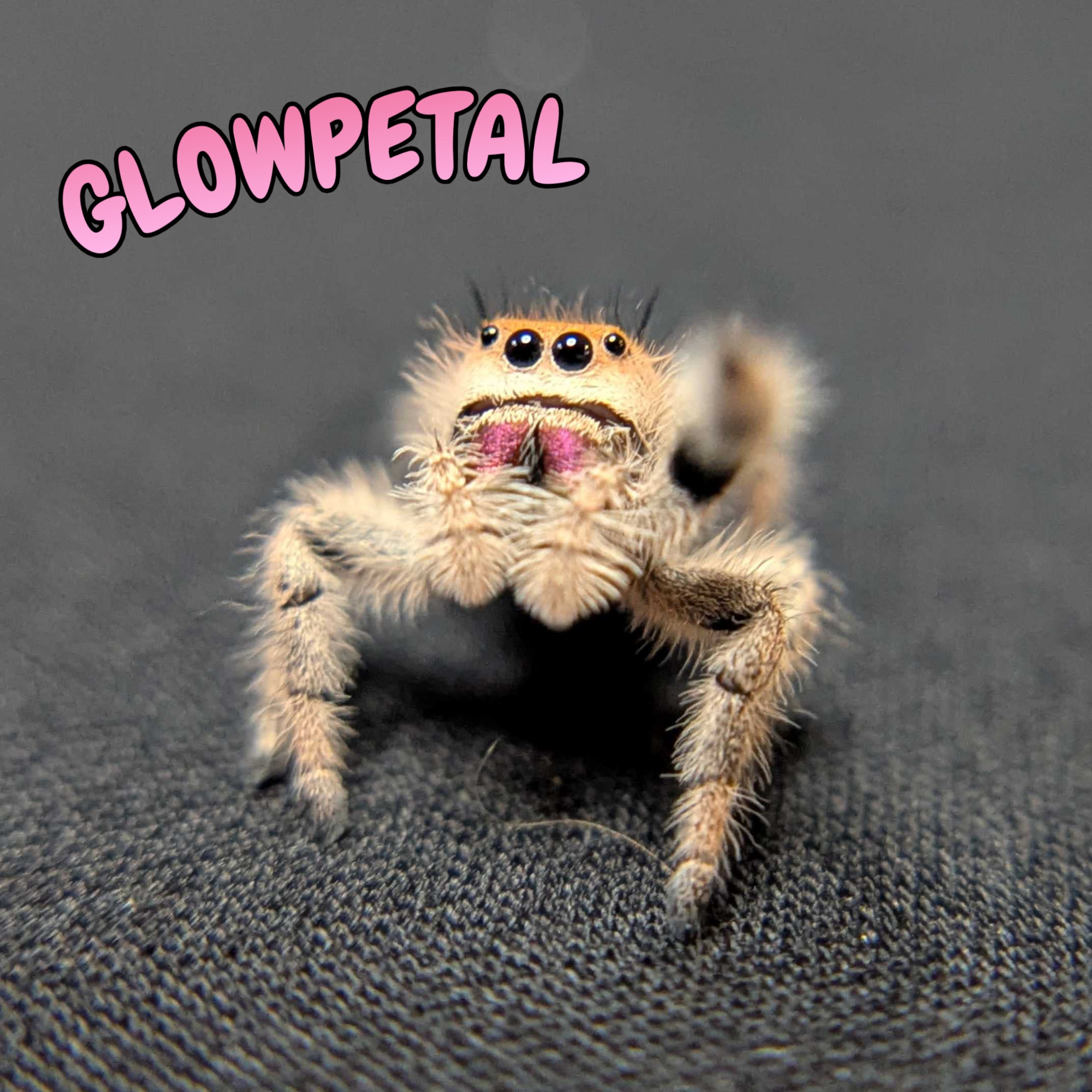 Regal Jumping Spider "Glowpetal"