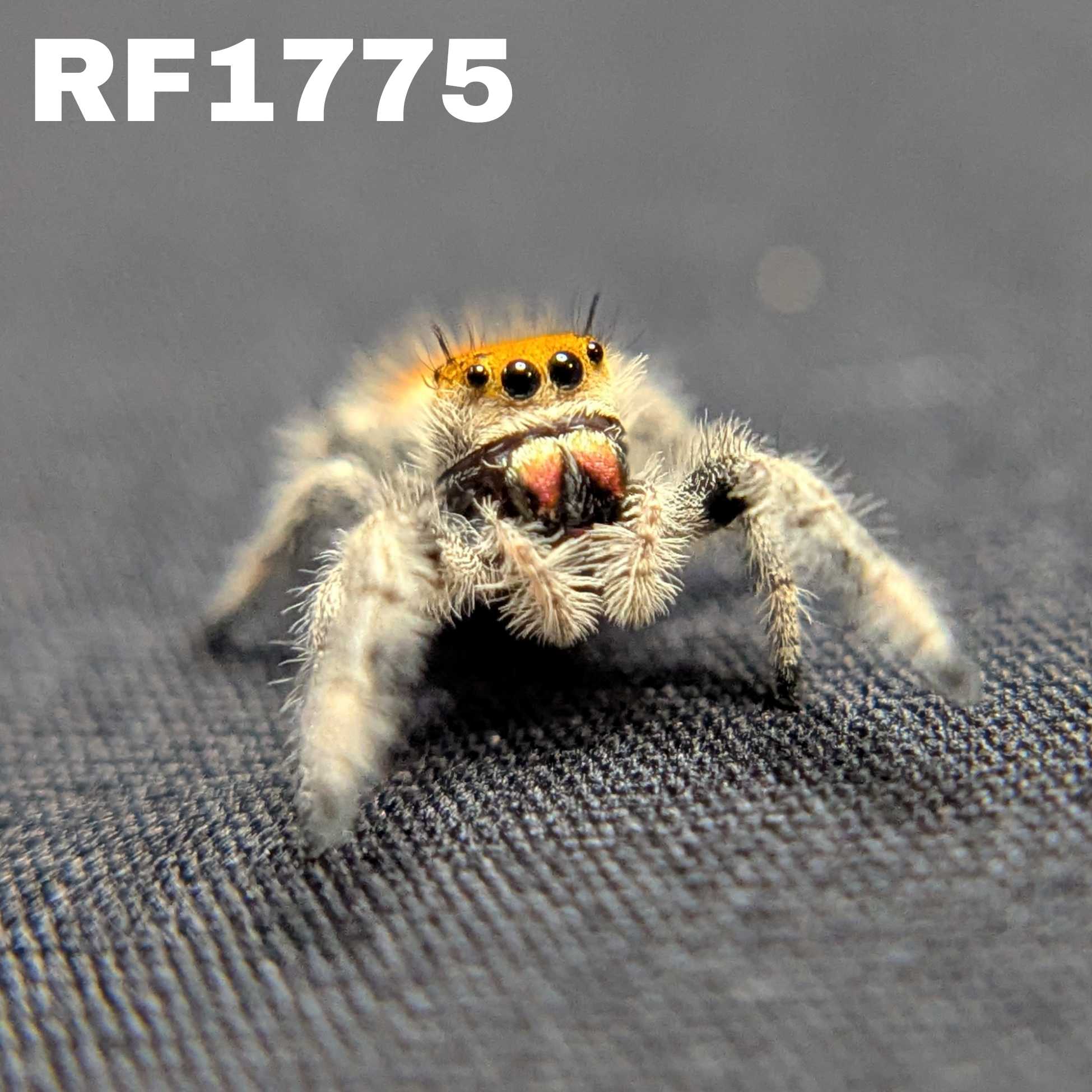 Regal Jumping Spider "Stardust"