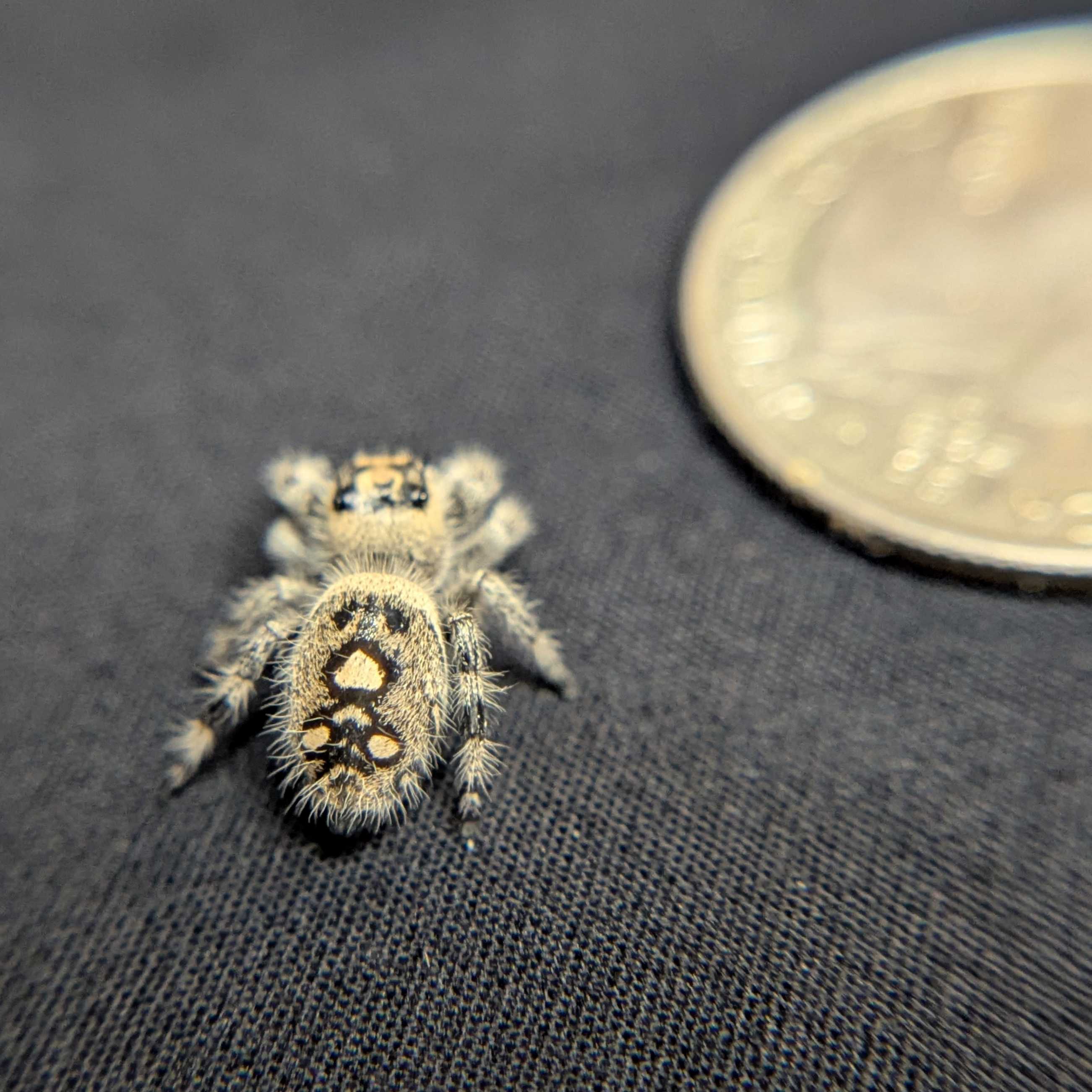 Regal Jumping Spider “Prancer”