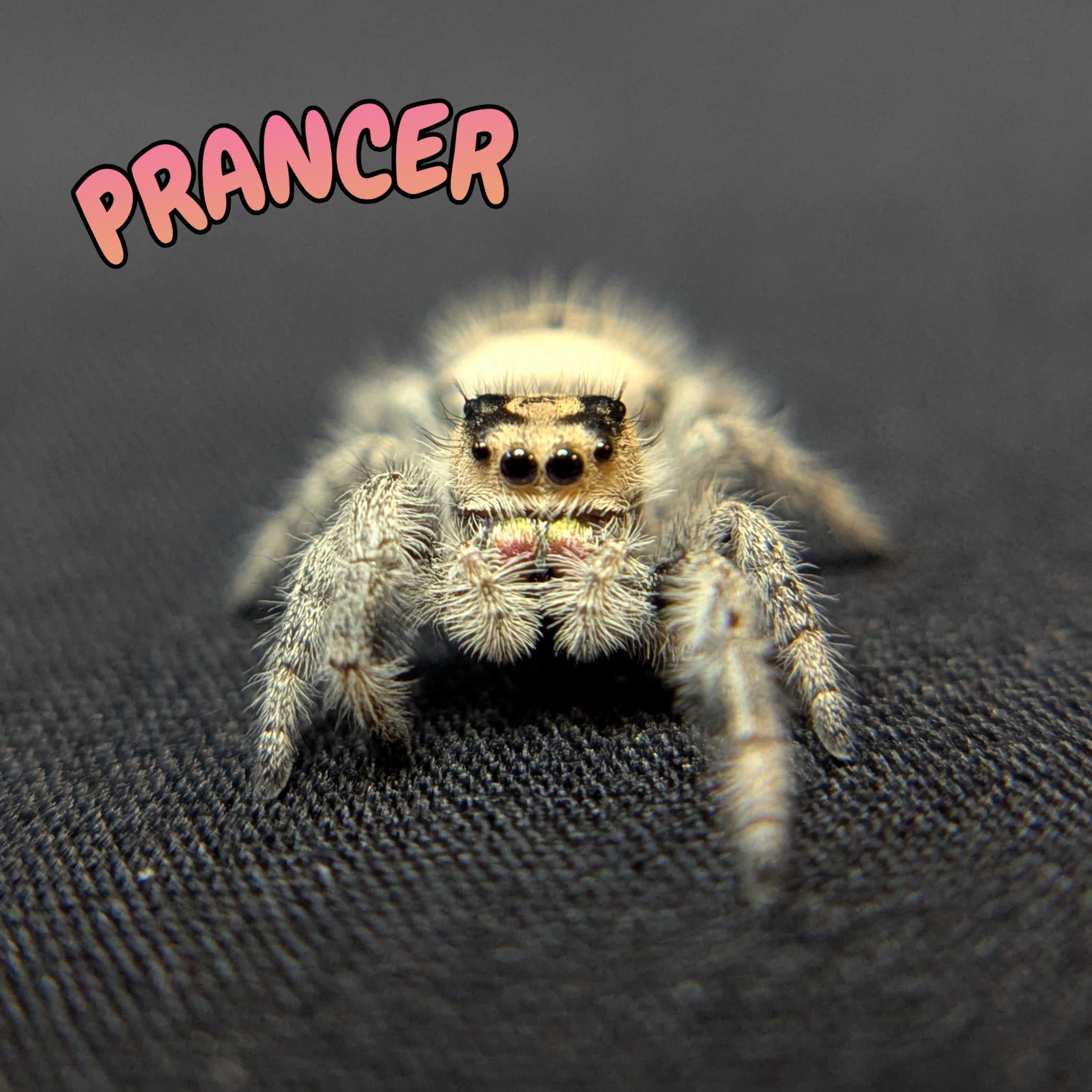 Regal Jumping Spider “Prancer”