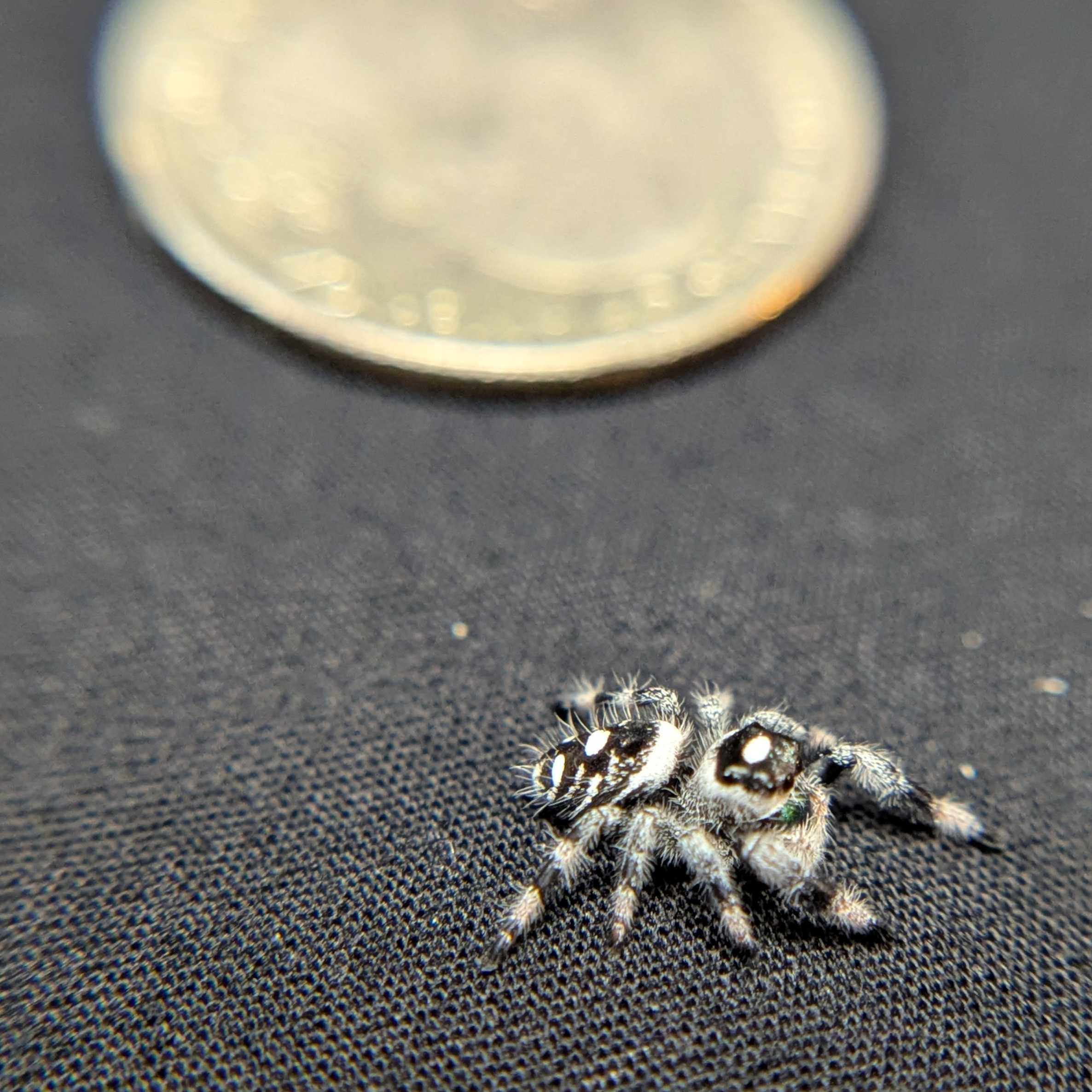Regal Jumping Spider "Glacier”
