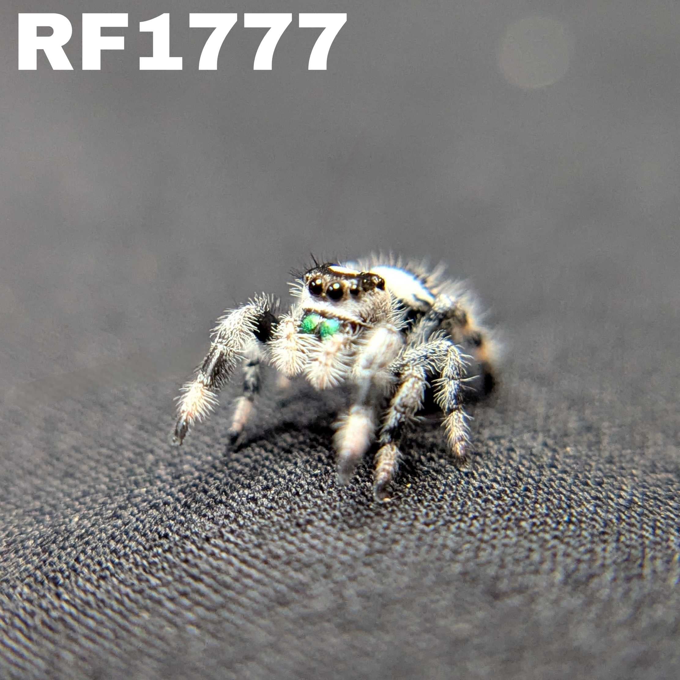 Regal Jumping Spider "Glacier”