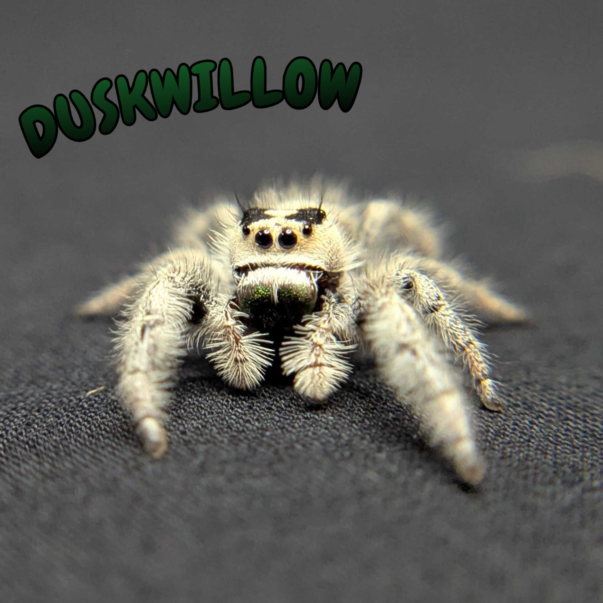 Regal Jumping Spider “Duskwillow”